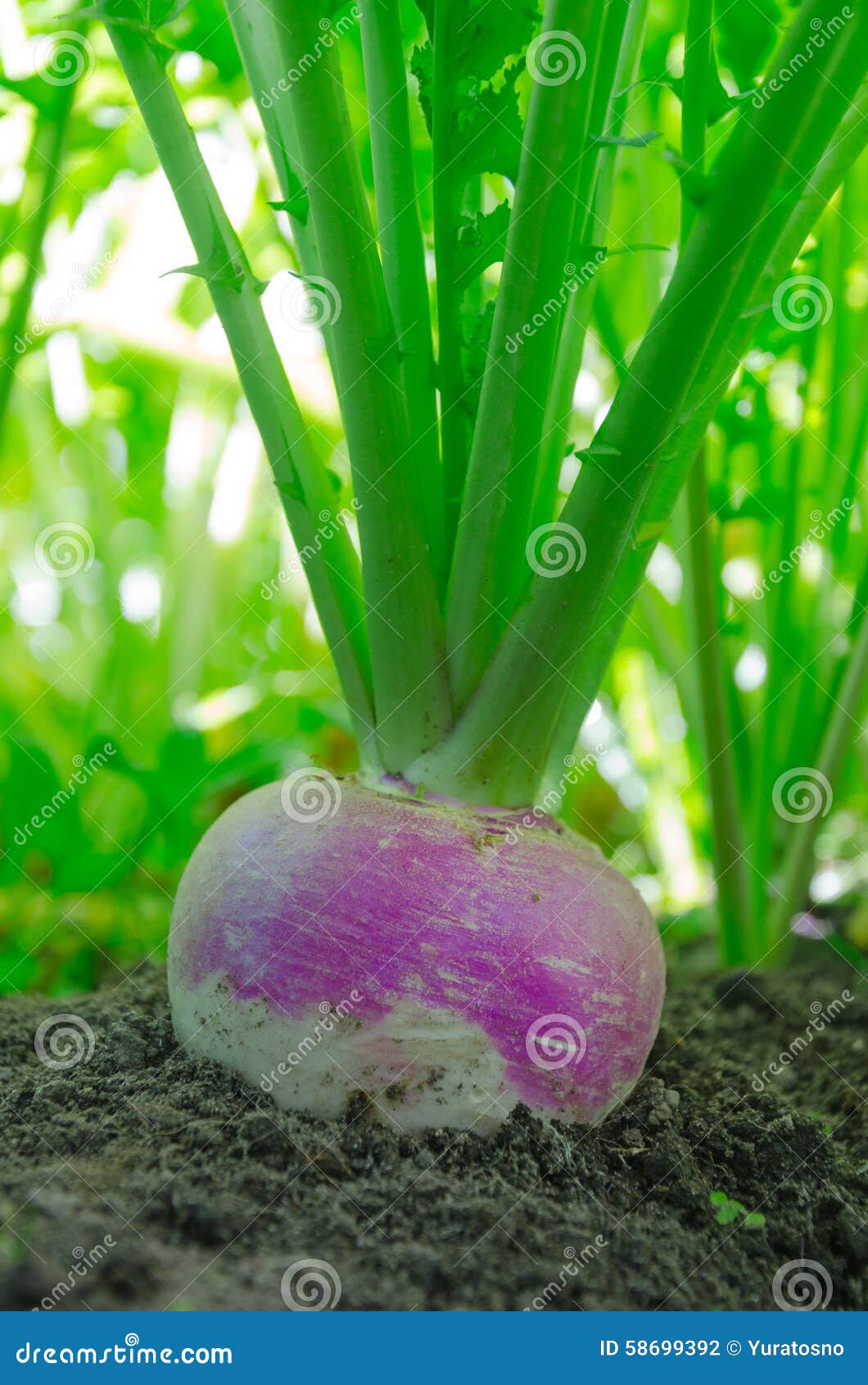 Turnips in the ground stock photo. Image of farming, grass 58699392