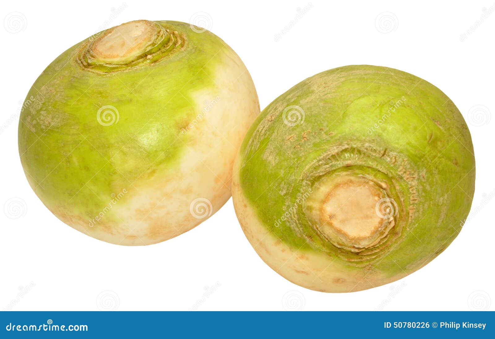 Turnips stock photo. Image of turnip, turnips, root, white 50780226