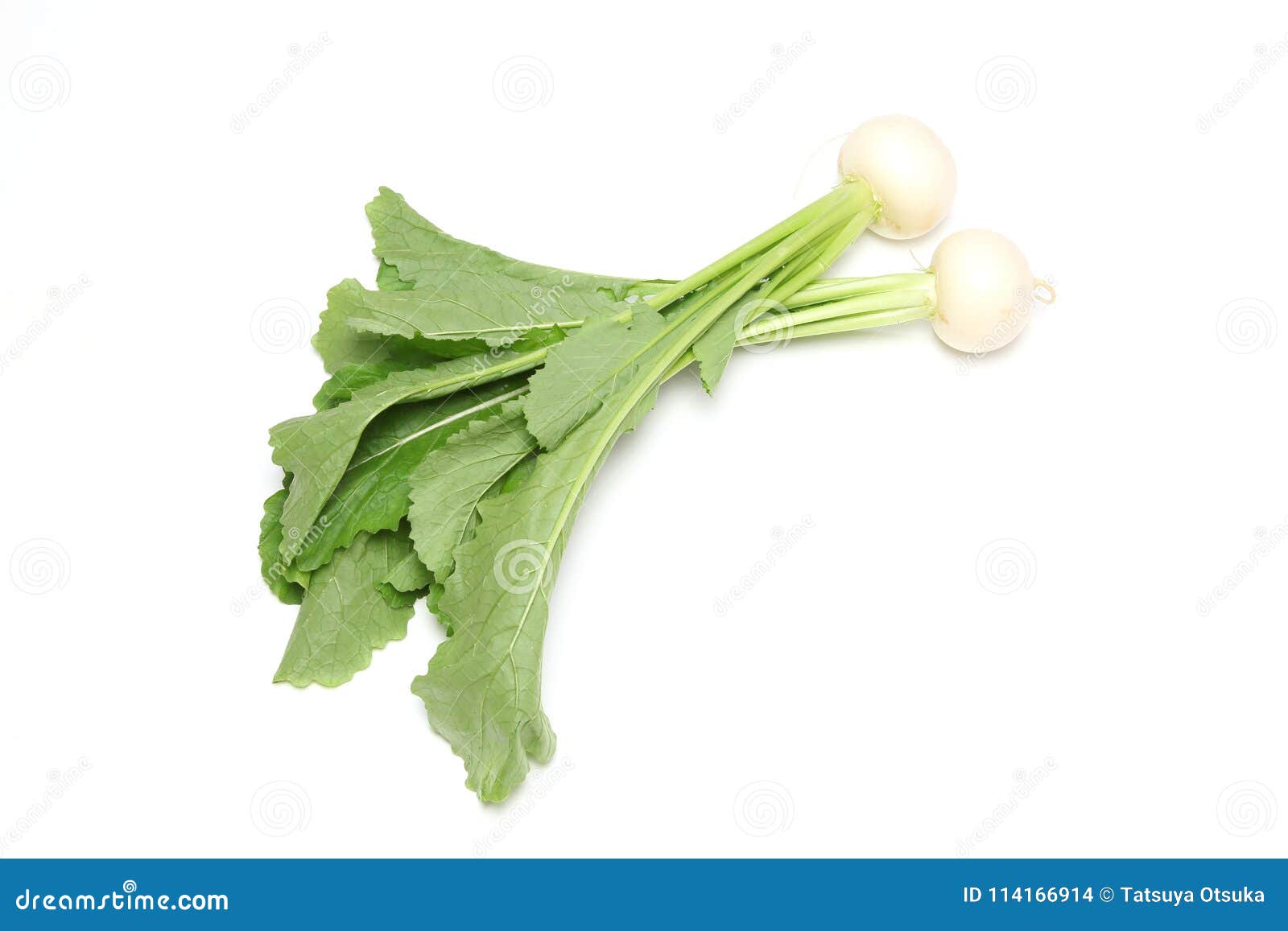 Turnips in a White Background Stock Photo Image of vegetable, healthy
