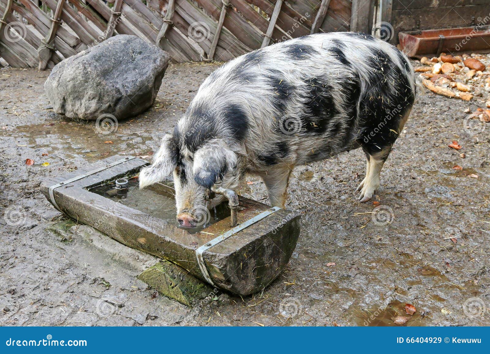 the turopolje pig, european white sow pig with black spots drink