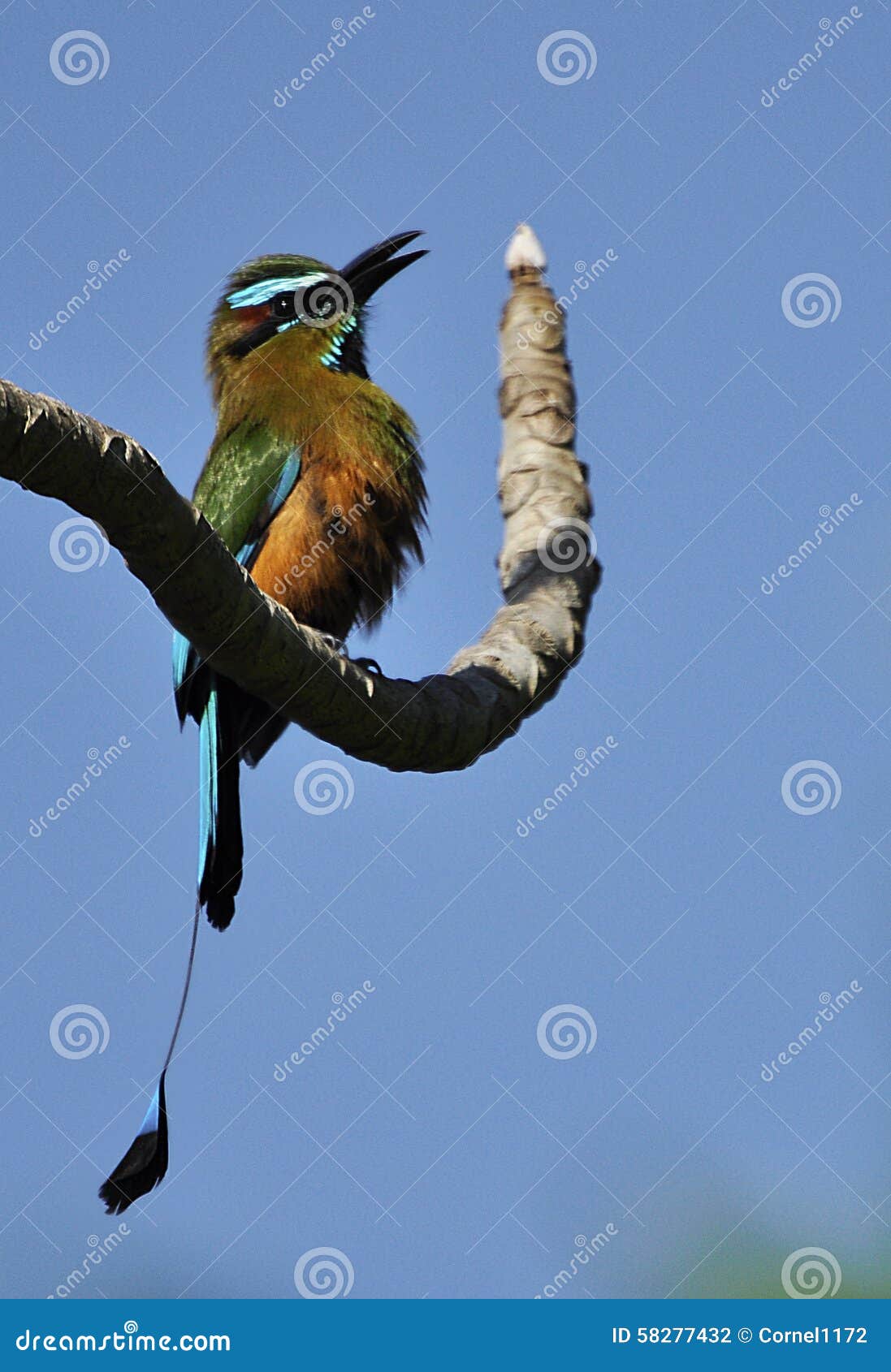 Turquoise-browed motmot (Eumomota superciliosa)