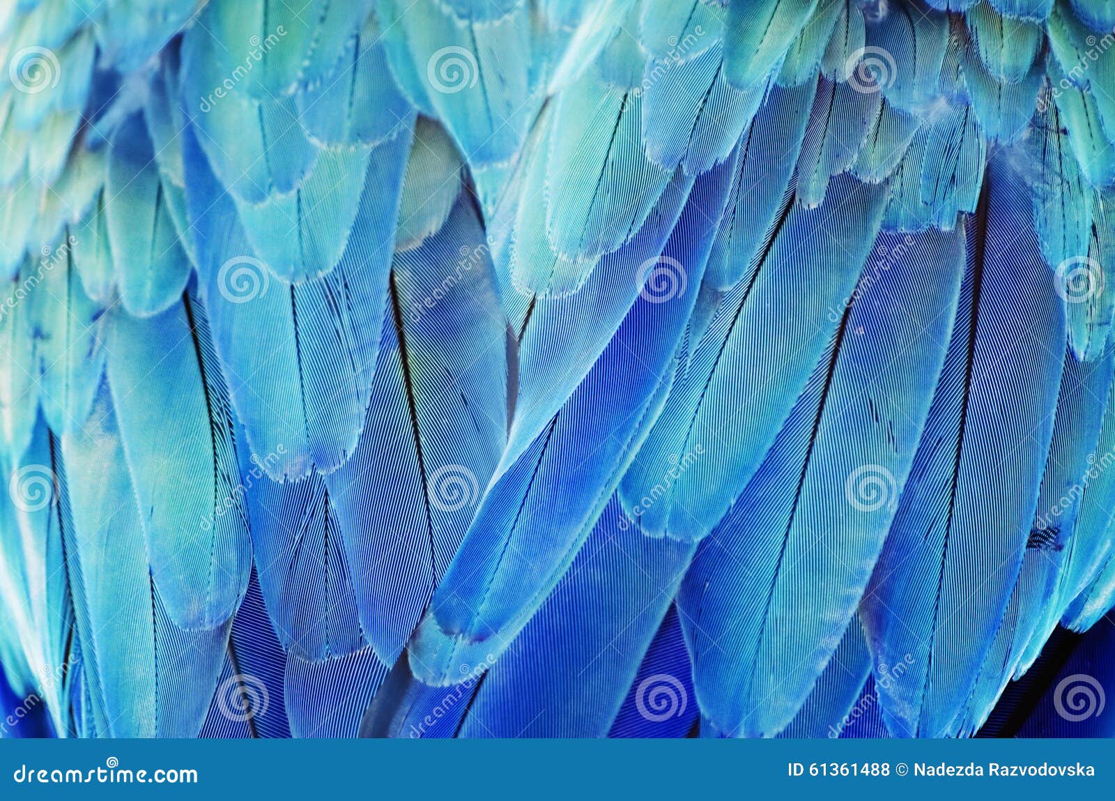 Turquoise Feather Background Stock Photo - Image of softness, closeup