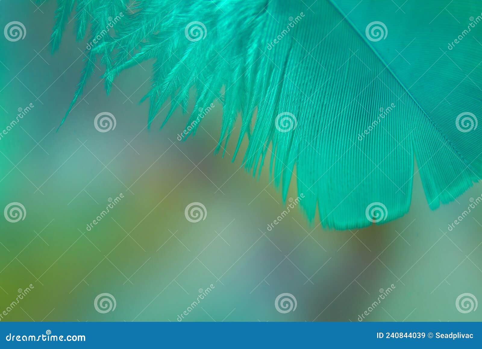 Turquoise Feather, Close Up on a Blurred Variegated Background. Shallow