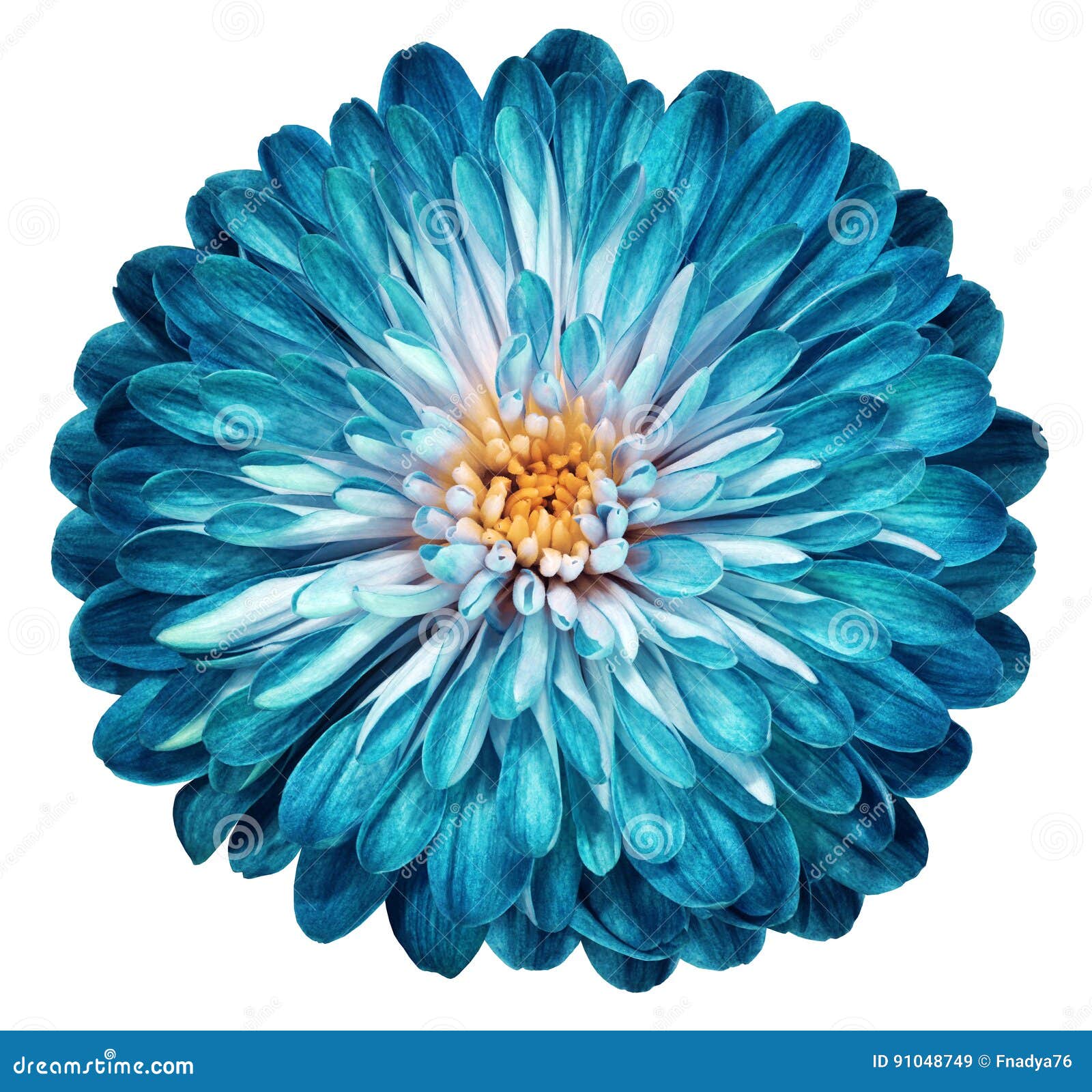 turquoise flower chrysanthemum, garden flower, white  background with clipping path. closeup. no shadows. centre.