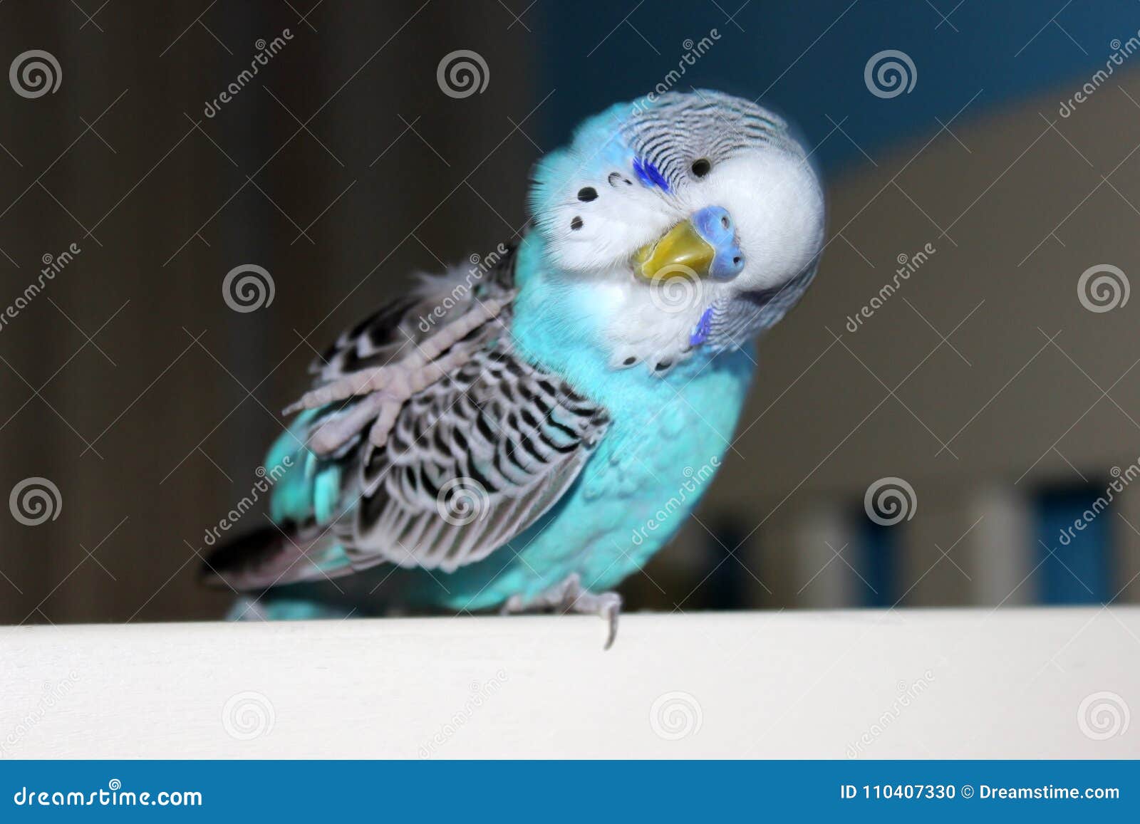 cute blue parakeets