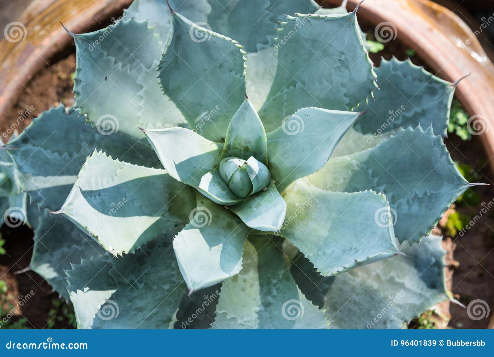 Turquoise Succulent Echeveria In Pots Stock Image Image Of Stamen Detail 96401839
