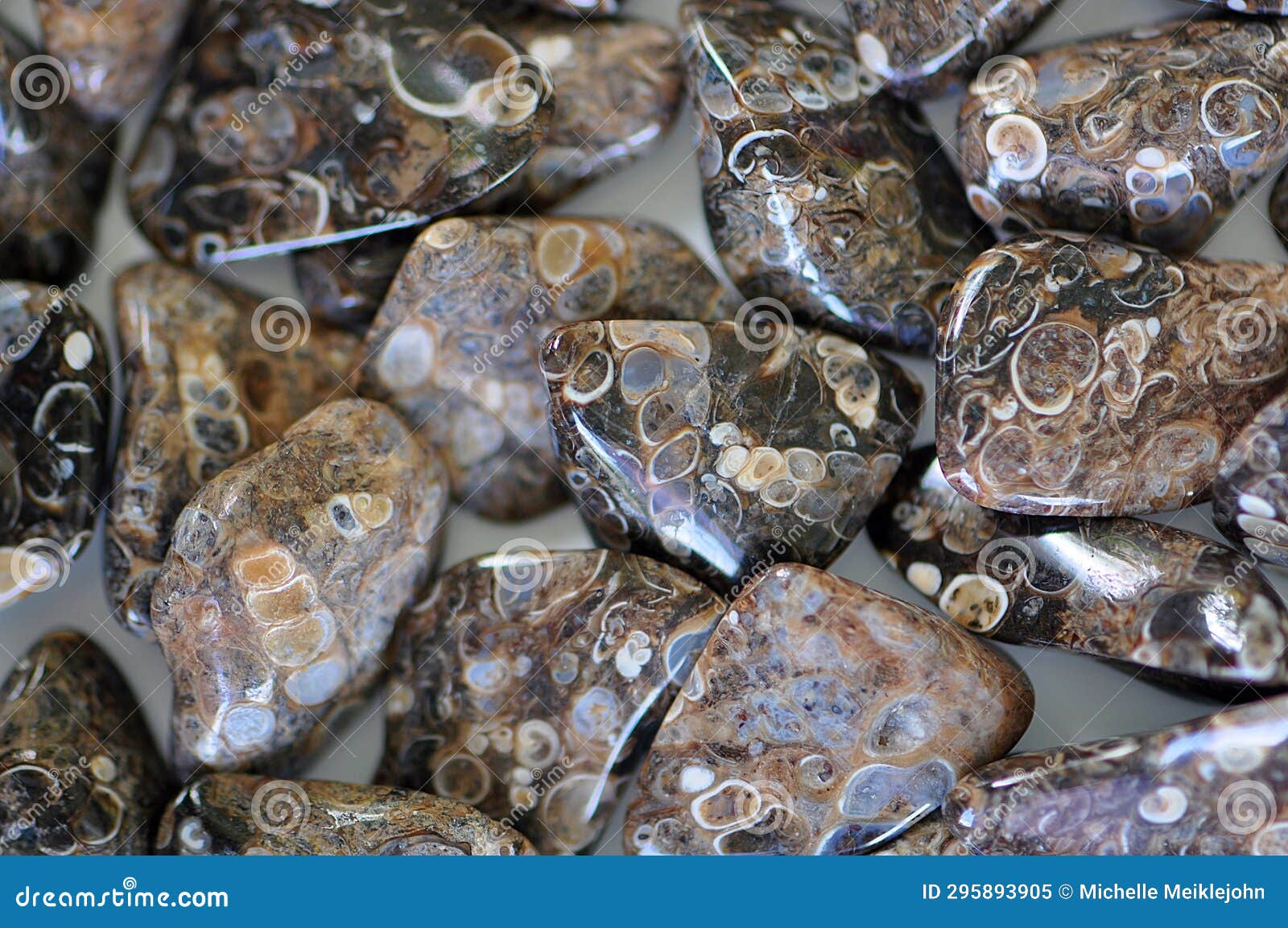 turritella or elimia agate tumbled fossilized stones