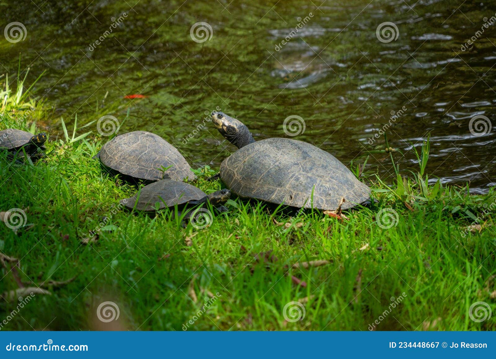 turtile on a branch in the water