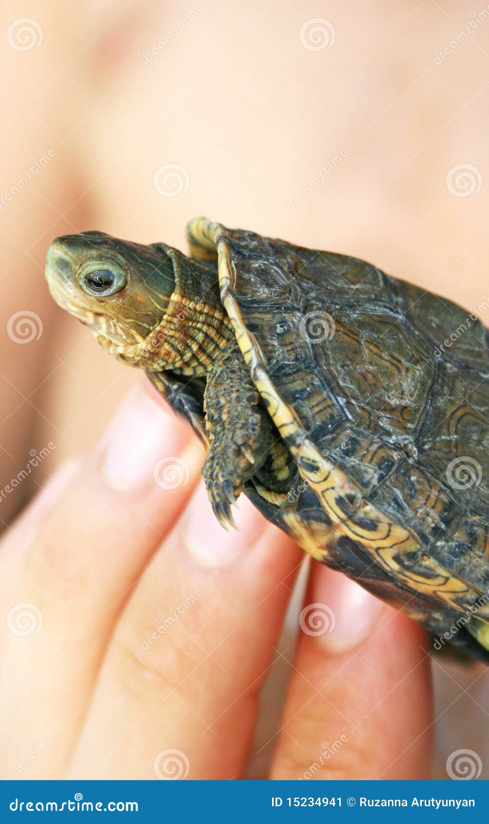 बीस नाखुन वाले कछुए की सच्चाई। 20 nakhun wala kachhua। turtle black magic  in india। tortoise 🐢 - YouTube