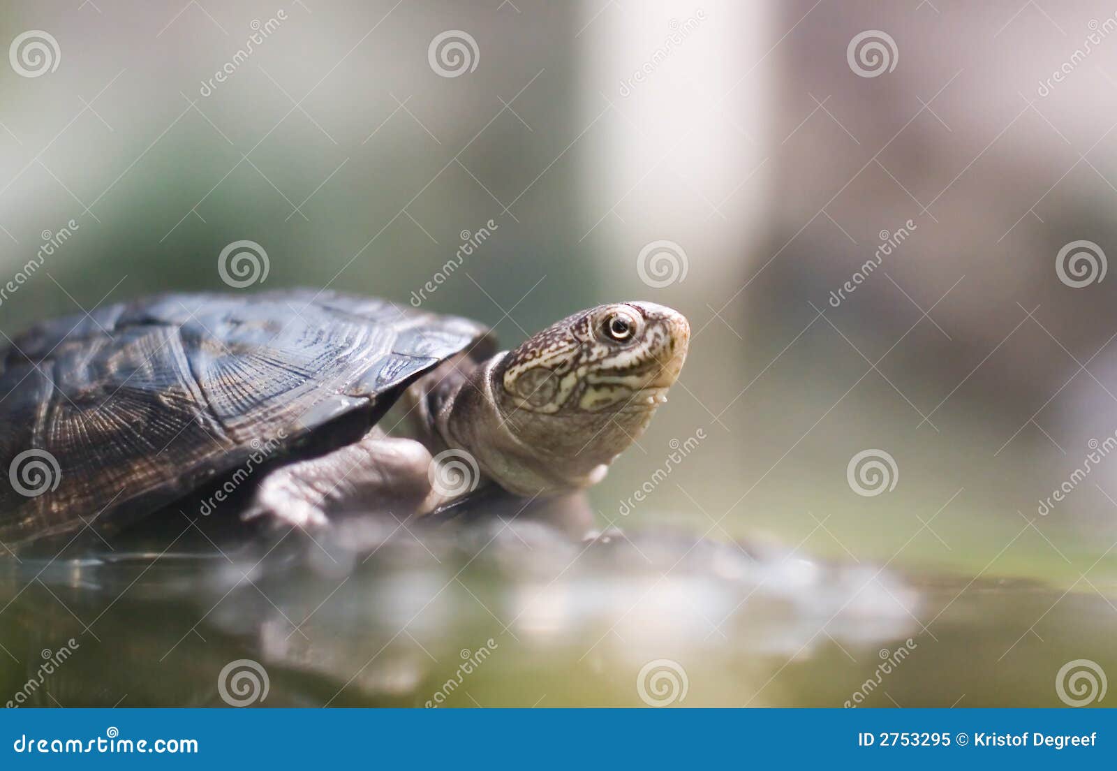 అదృష్టాన్ని తెచ్చిపెట్టే 20 గోర్లు నాటు తాబేలు || 20 nails Lucky turtle -  YouTube