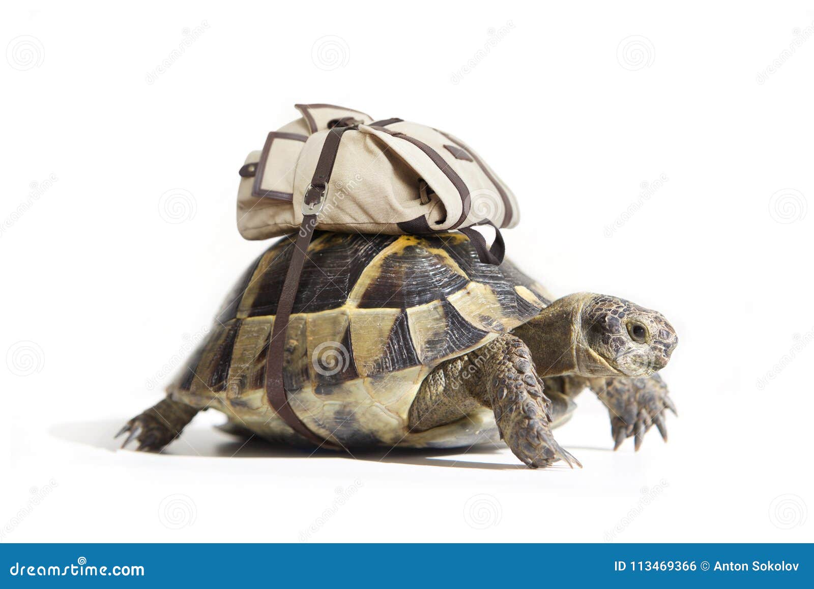 turtle bookbag