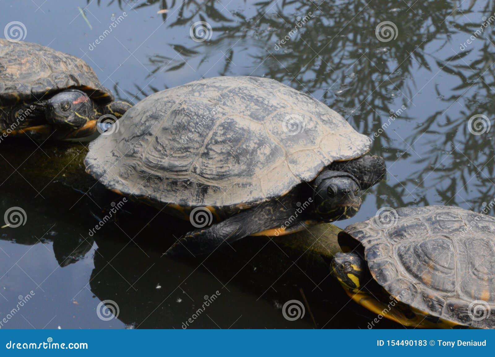 turtle on a branch / tortue sur une branche