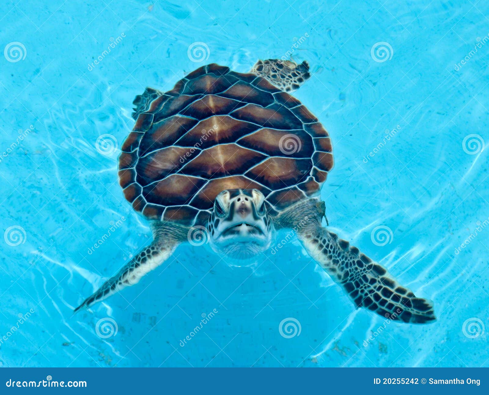 turtle at the cayo largo turtle farm in cuba