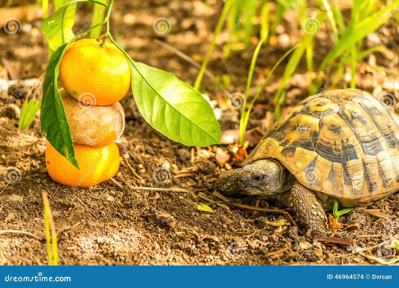 Turtle and Clementine stock photo. Image of orange, stack 46964574