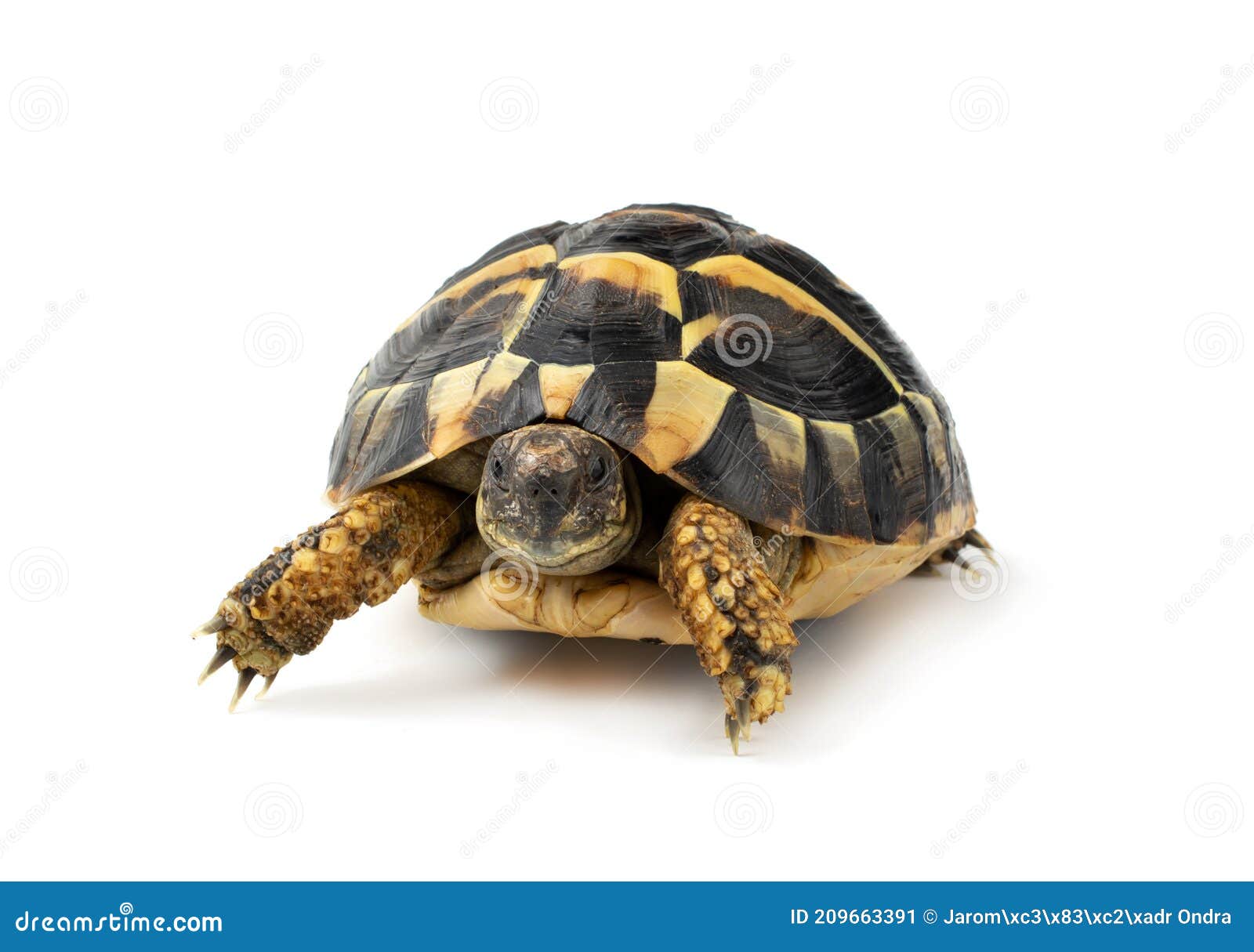 hermanÃ¢â¬â¢s tortoise on a white background