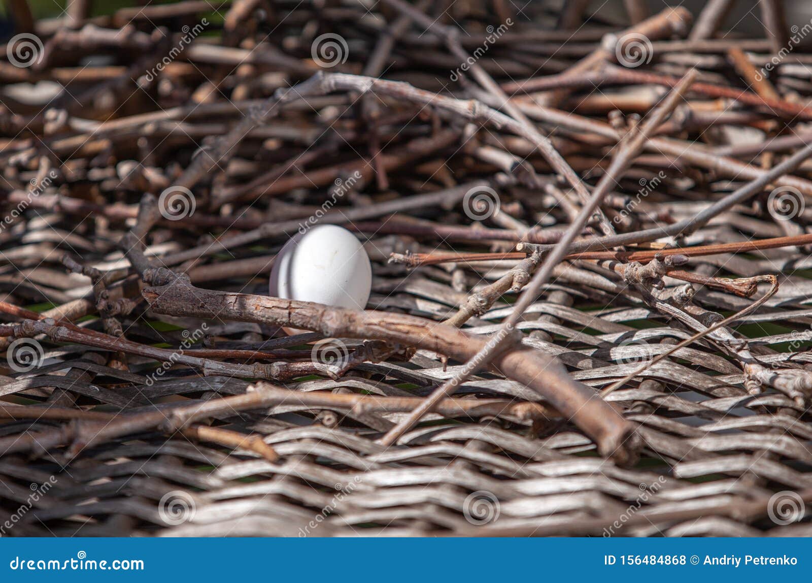 Turtle Dove Egg in the Nest Stock Photo Image of food, forest 156484868