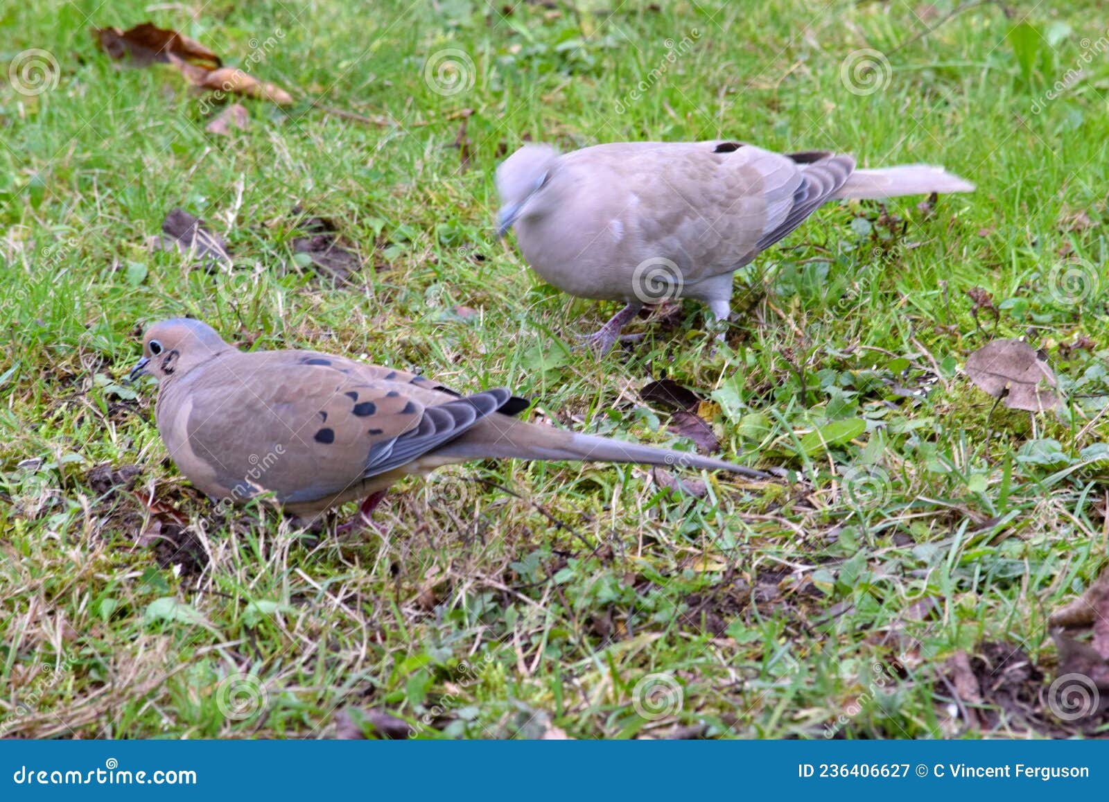 Eurasian Collared Turtle Doves in Grass 06 Stock Image Image of grey