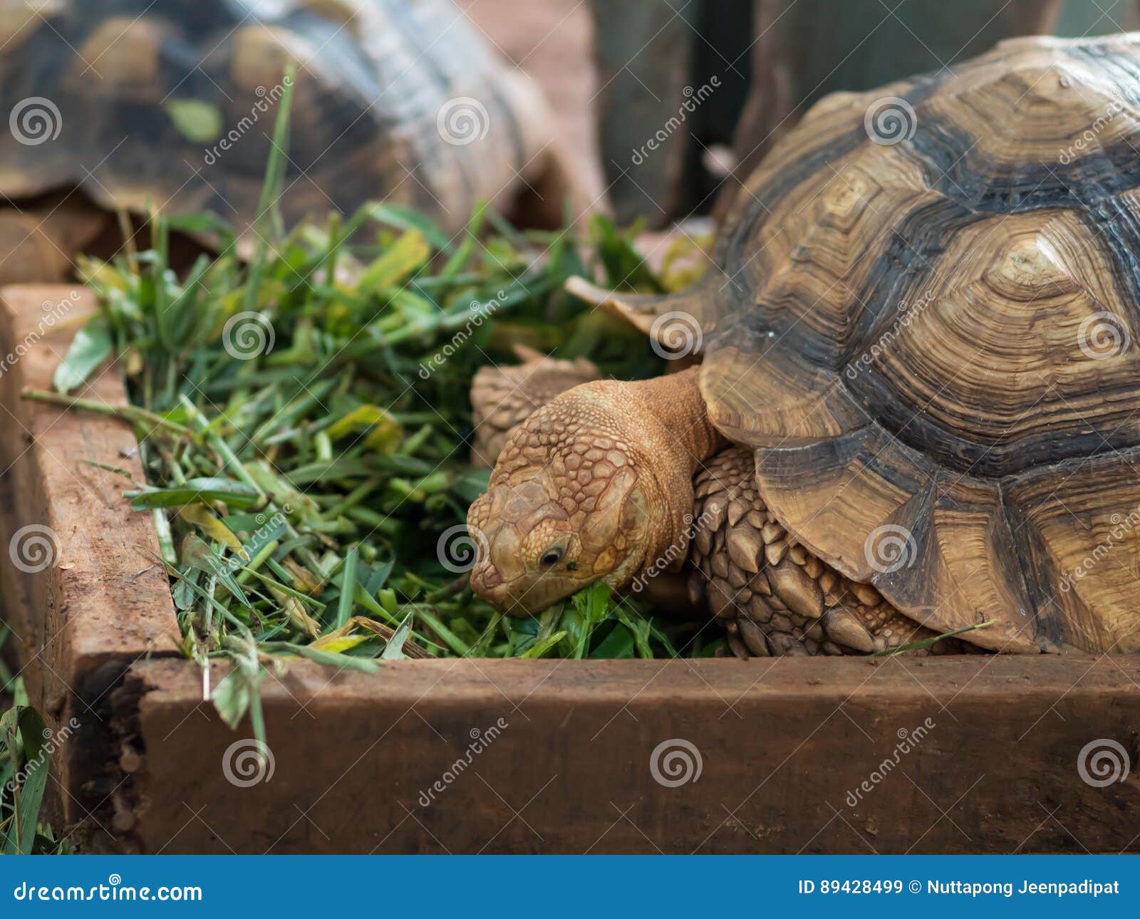 Turtle eating stock image. Image of reptile, vegetarian 89428499