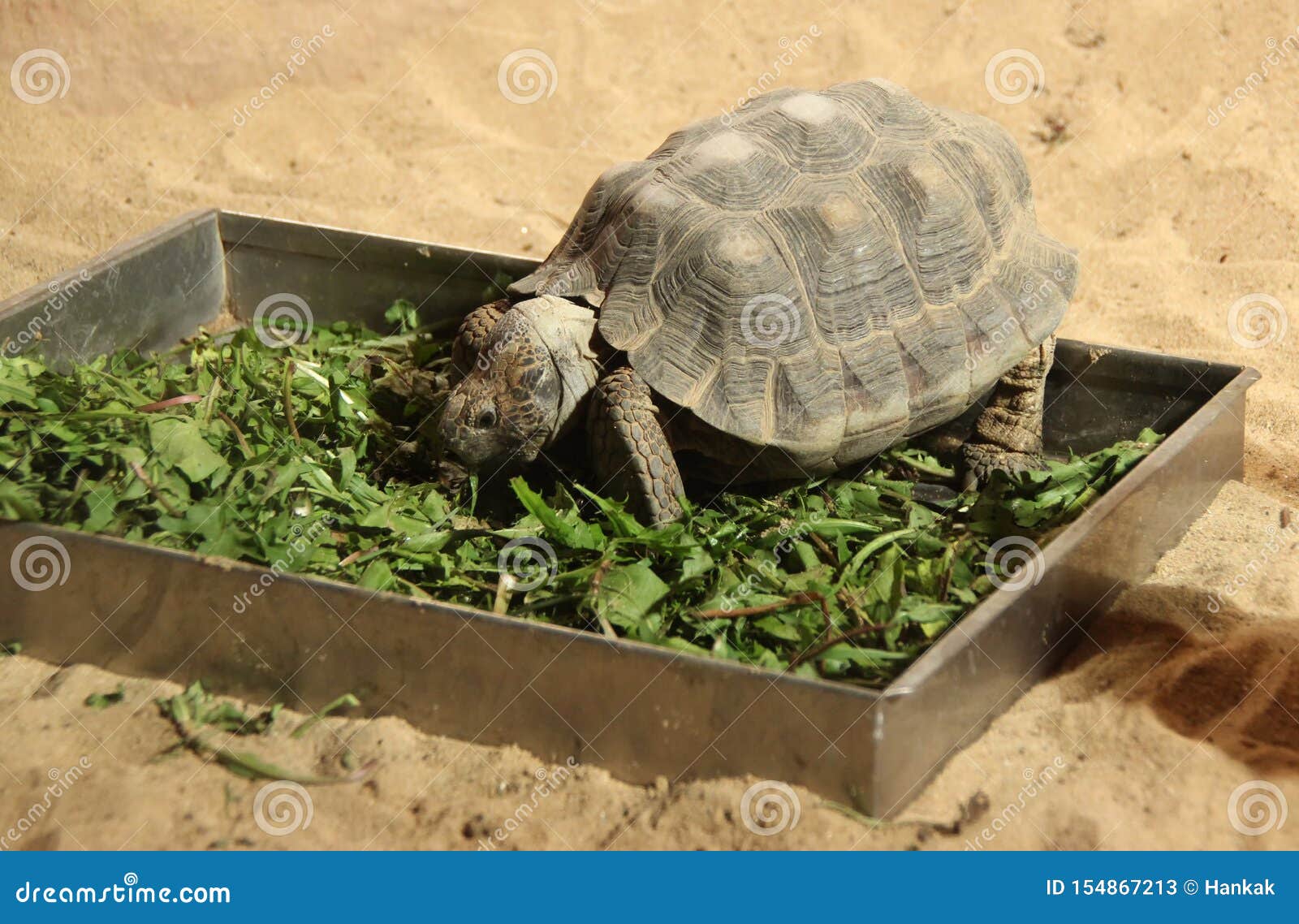 Turtle eating grass stock image. Image of giant, amphibian 154867213