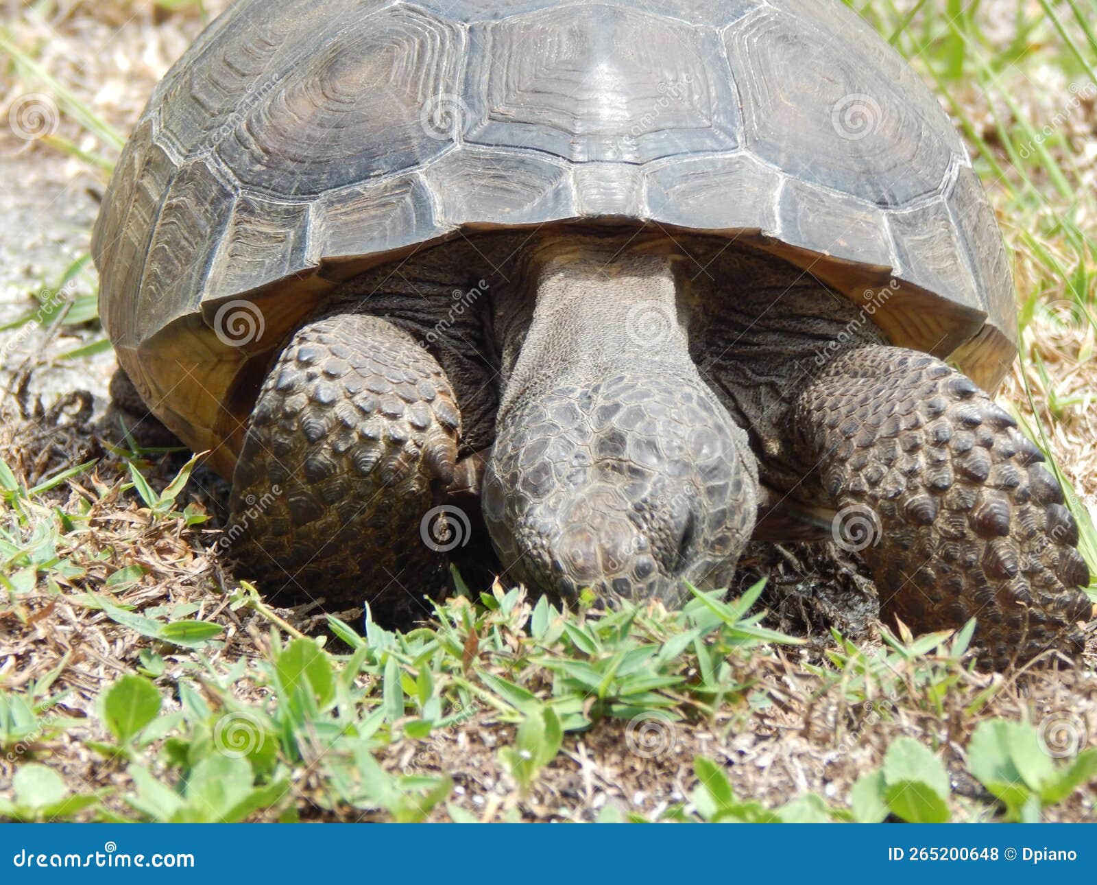Turtle Eating Grass in the Yard Stock Photo Image of gopher, tortiose