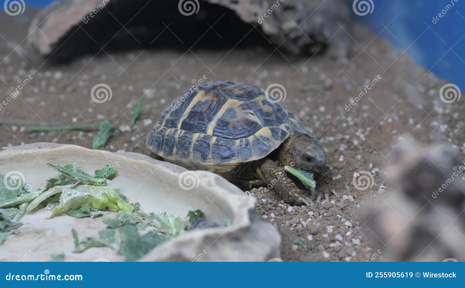 Turtle Eating Green Plant at the Zoo Stock Video Video of nature, reptile 255905619