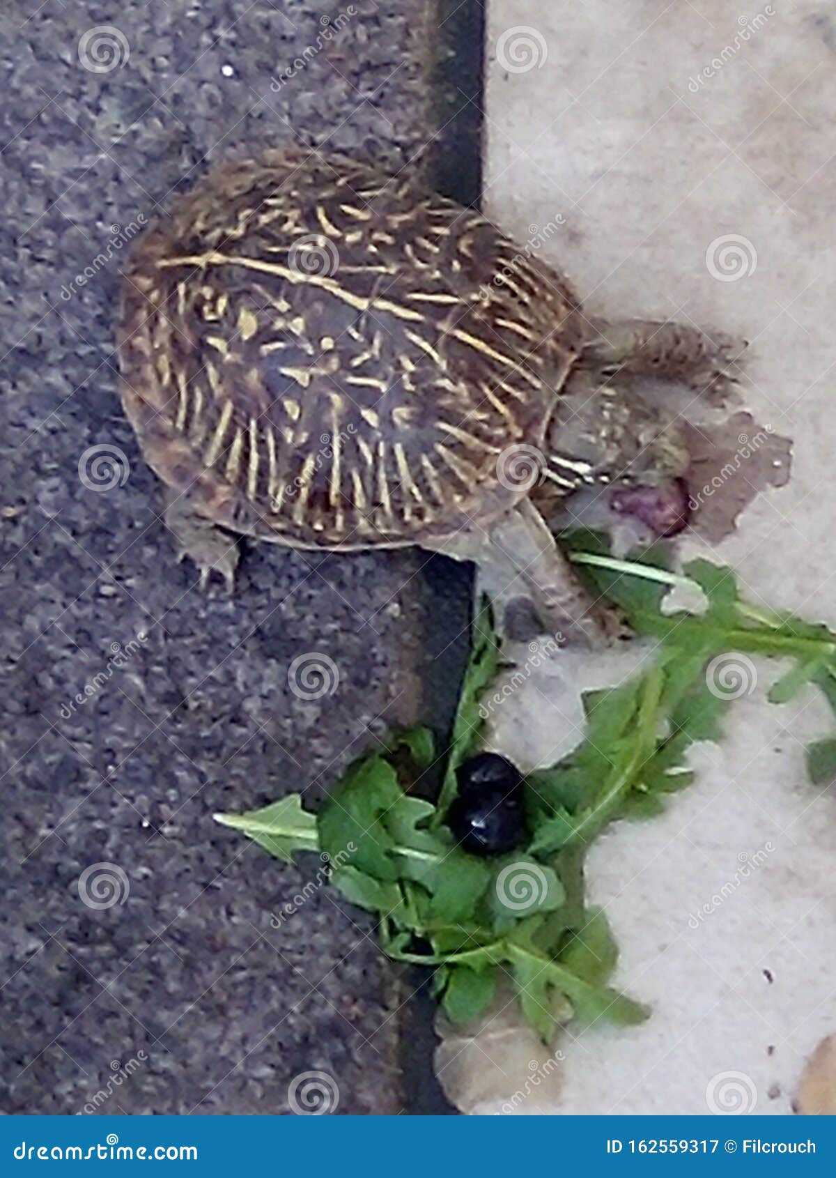 Turtle eating spinach stock image. Image of eating, turtle 162559317