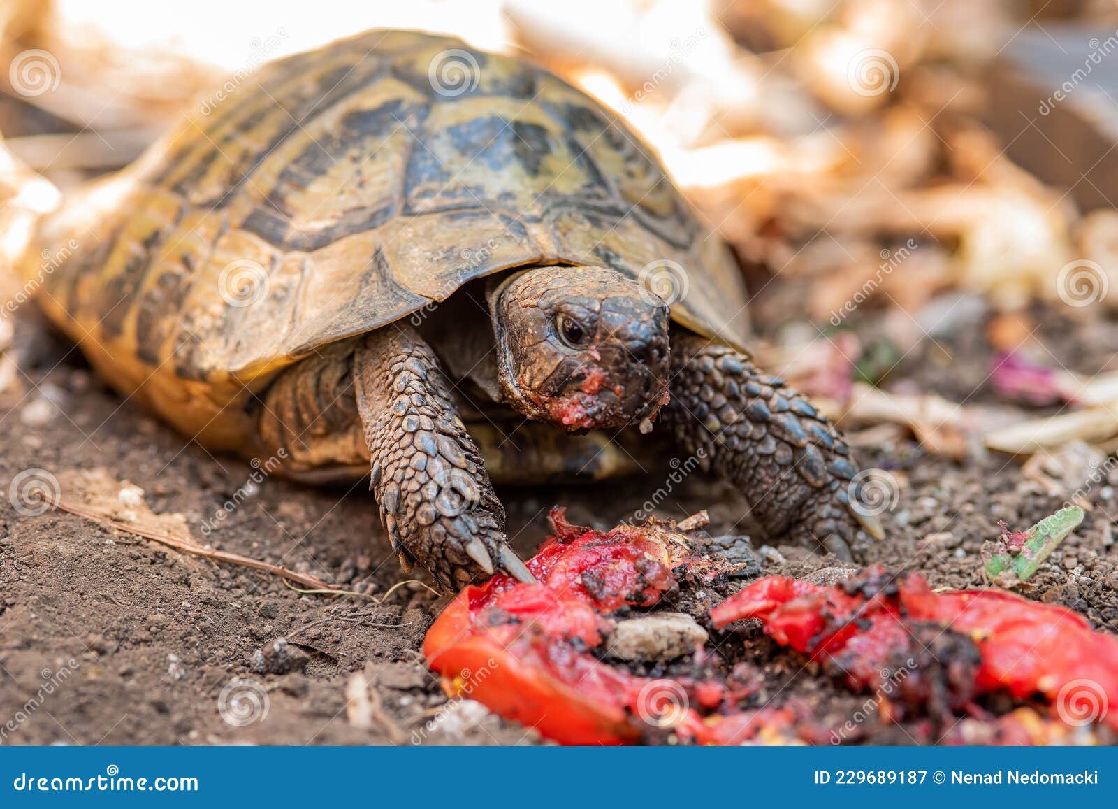 The turtle eats the tomato stock image. Image of cute 229689187