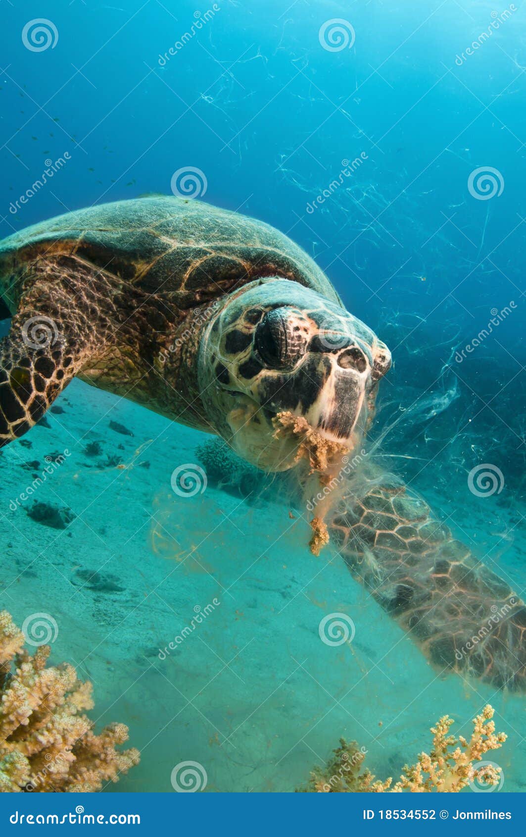 Turtle feeding stock photo. Image of caribbean, blue 18534552