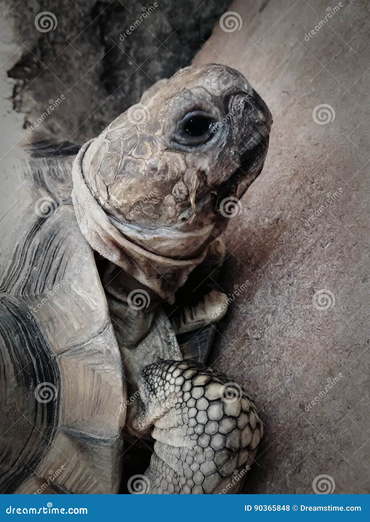 primer plano muy detallado de una hermosa tortuga