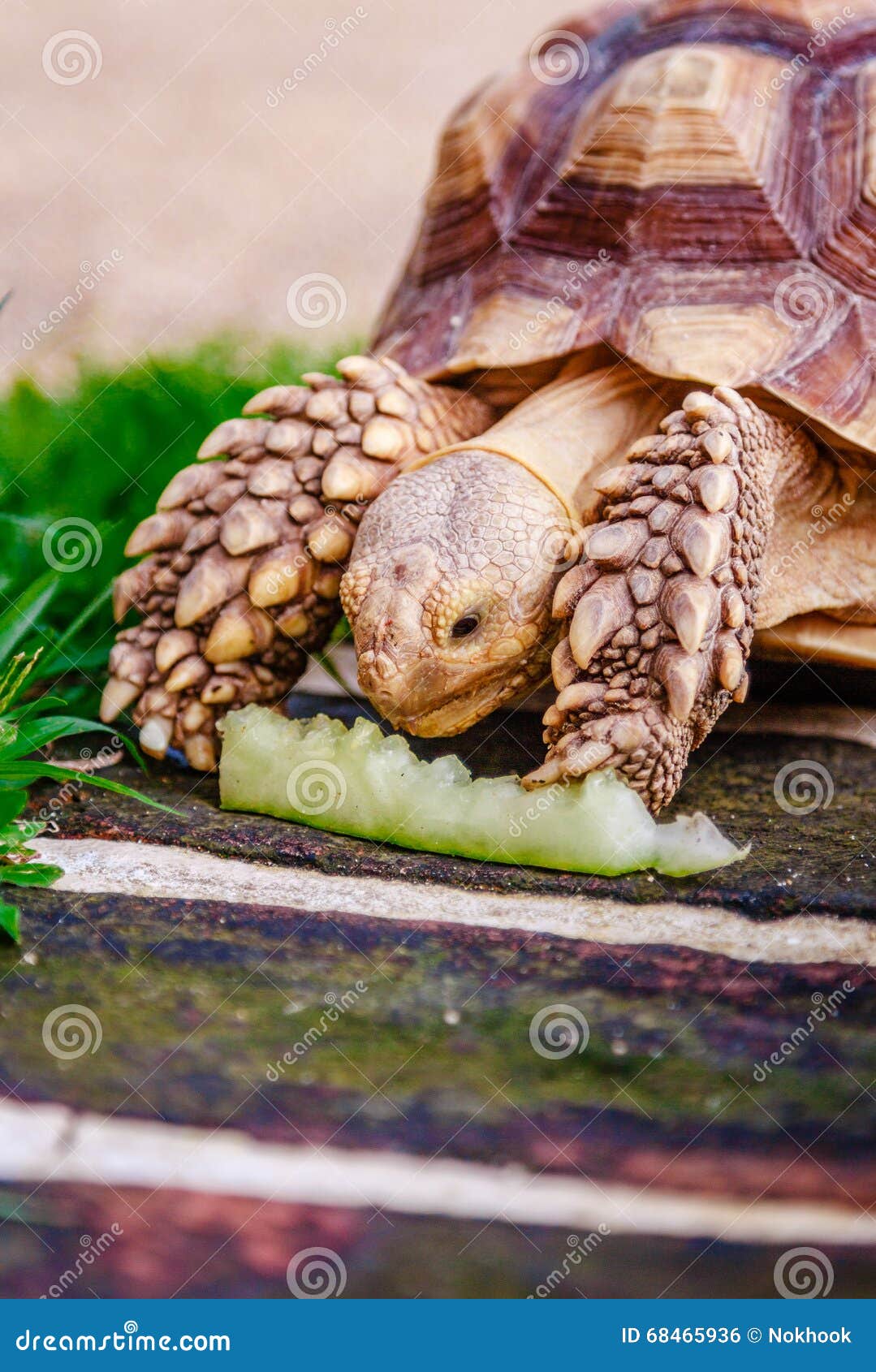 Turtle on the Green Meadow Eats Stock Photo Image of slow, field