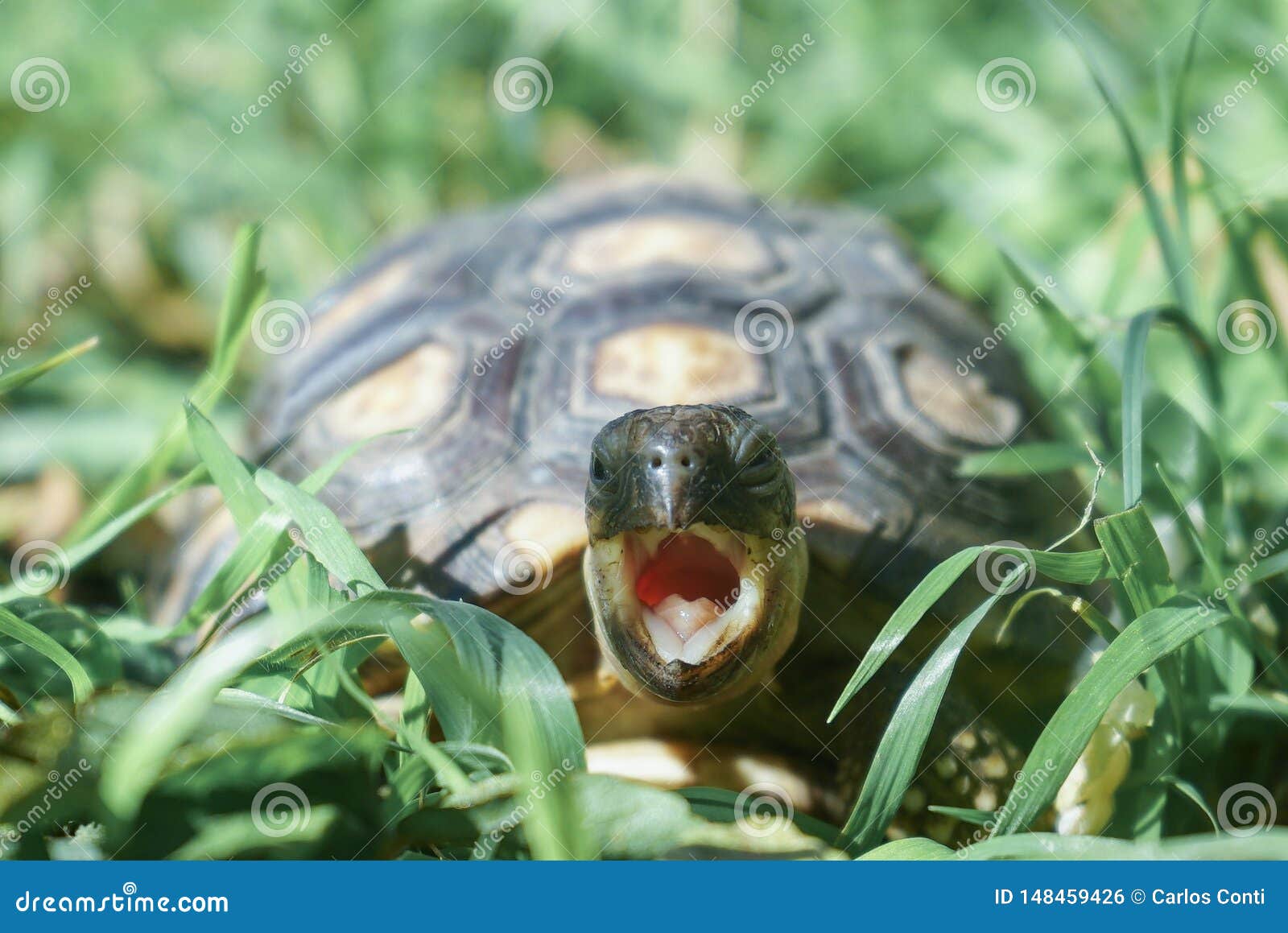 Inside Turtle Mouth