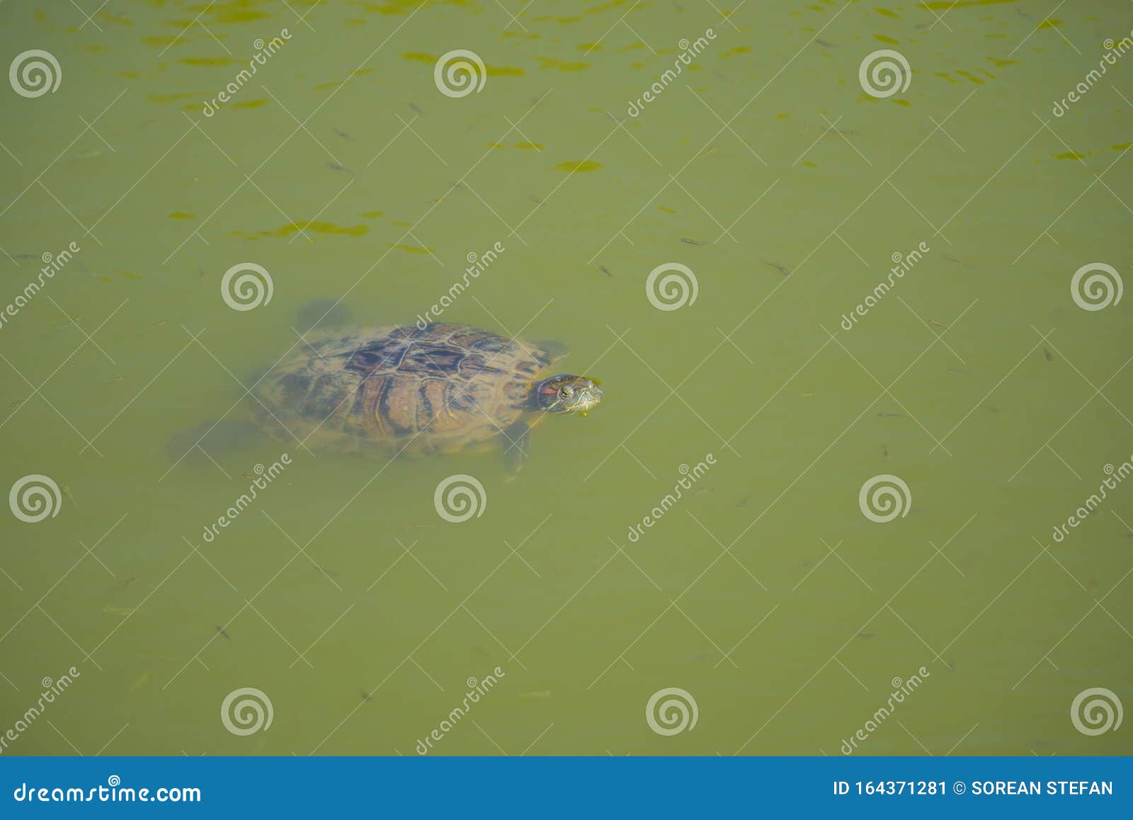 Turtle in the Lake in the Summer ,Kassandra ,Greece Stock Image Image