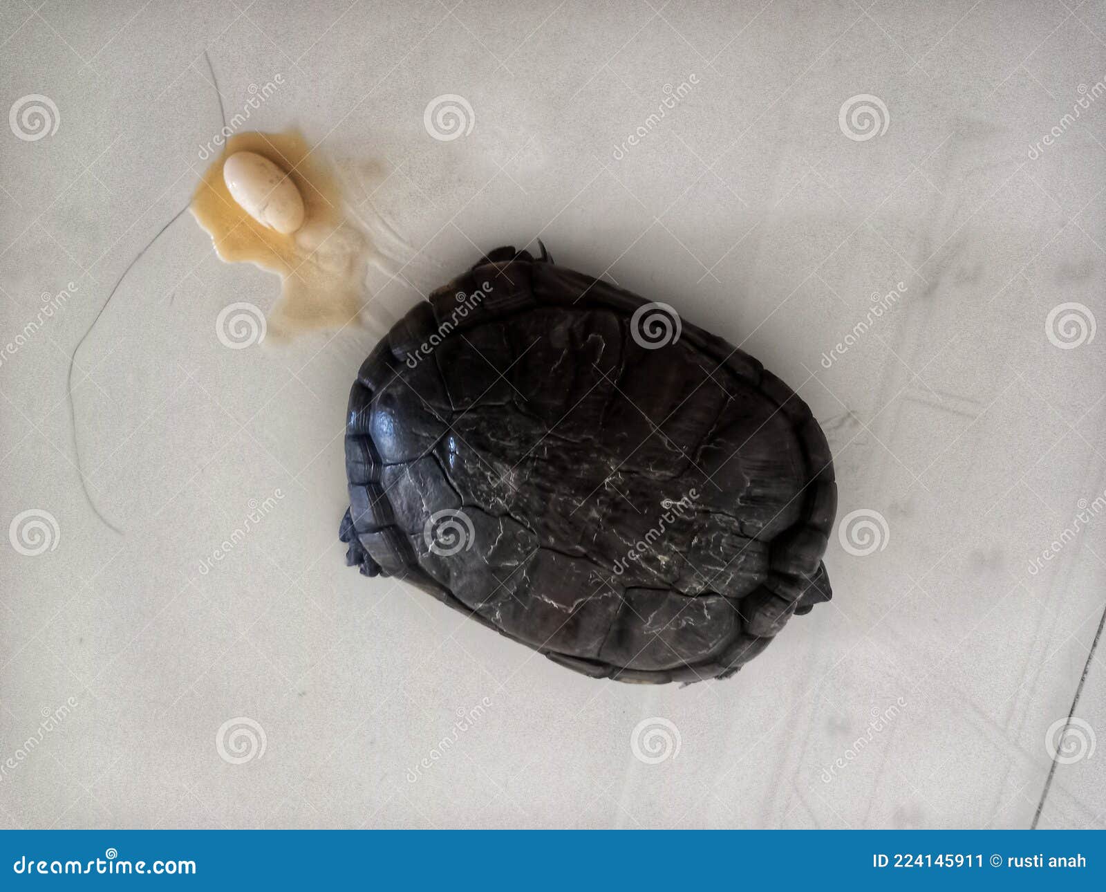 The Turtle is Laying Eggs, because the Eggs are Crushed by it, the Eggs