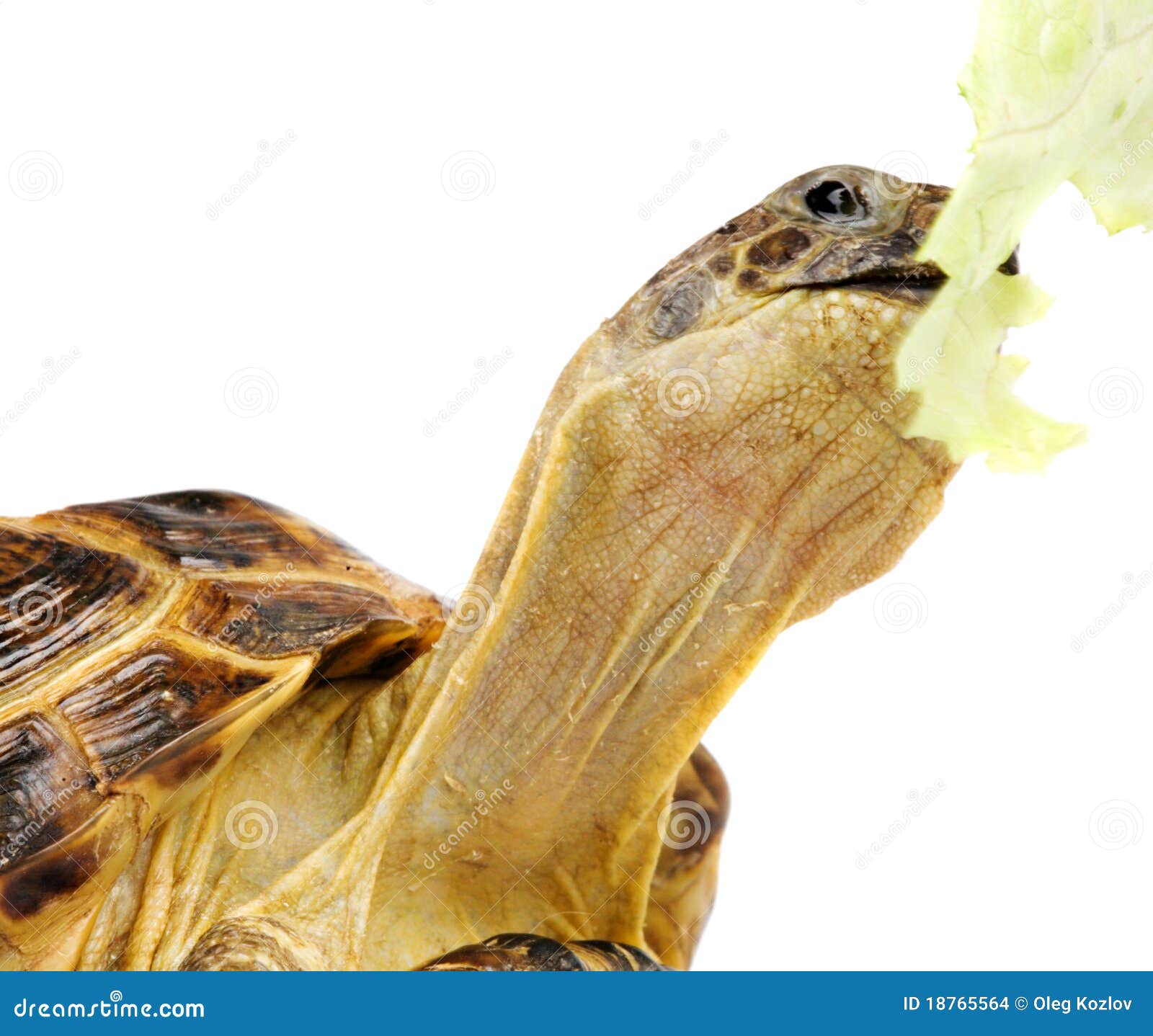 Turtle with lettuce stock photo. Image of lettuce, tortoise 18765564