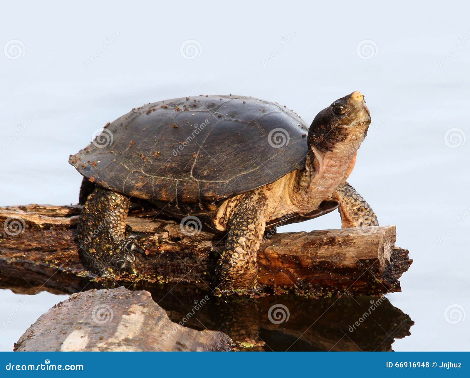 Turtle on a log in a Pond stock photo. Image of actinemys 66916948