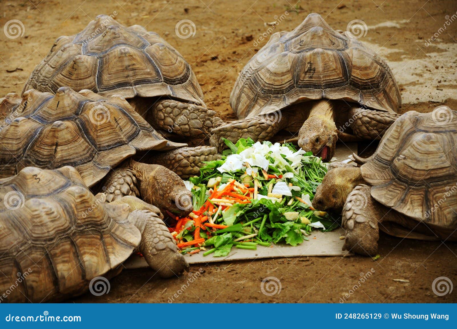 Exploring The Wonders Of Longevity What’s The Longest Living Animal?
