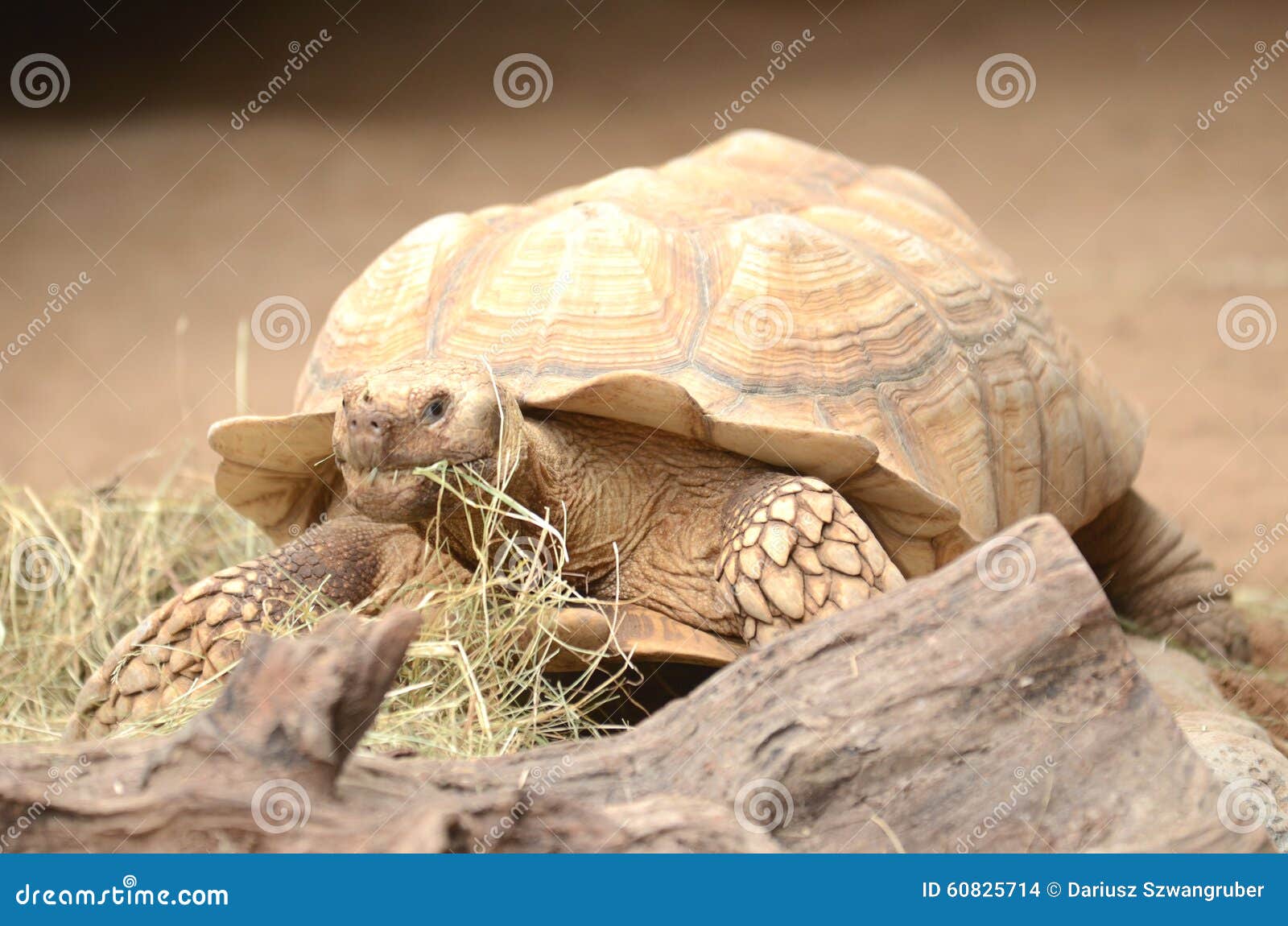 turtle in loro park in puerto de la cruz on tenerife, canary islands