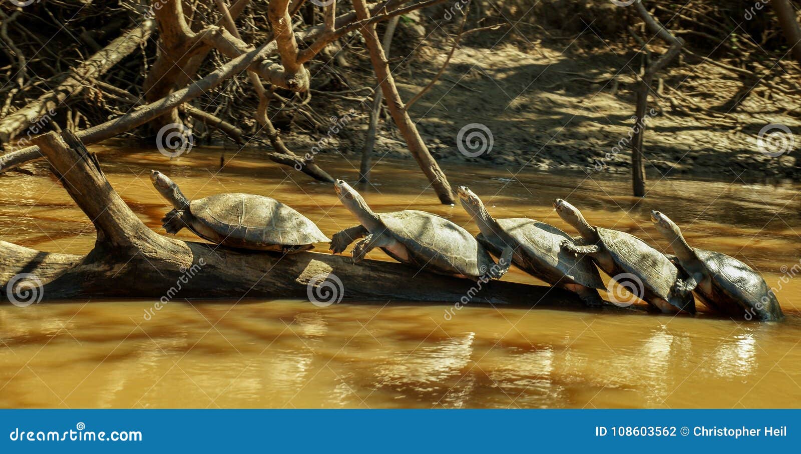 turtle meet up in the amazon river.
