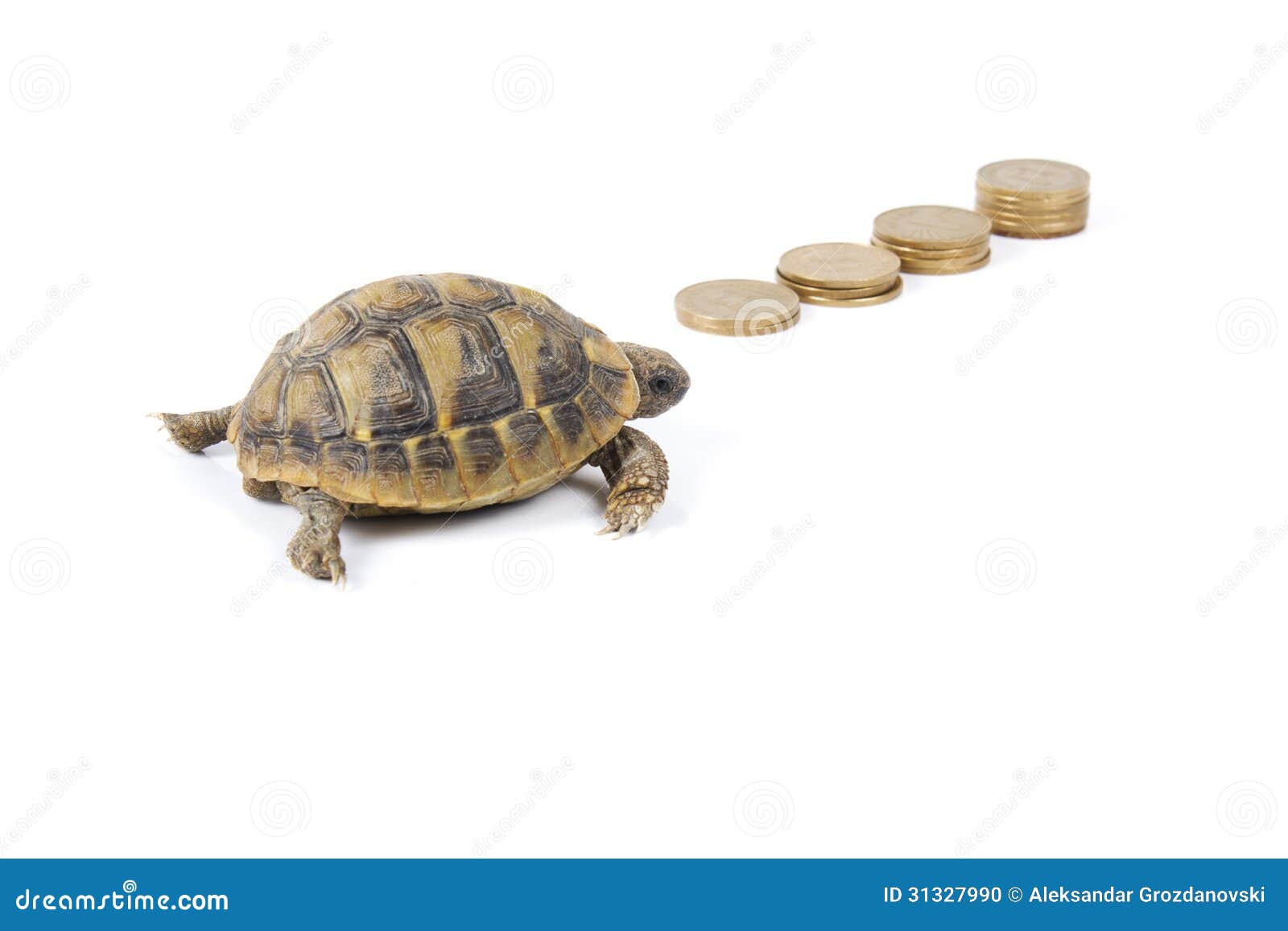 Turtle with money stock photo. Image of savings, european - 31327990
