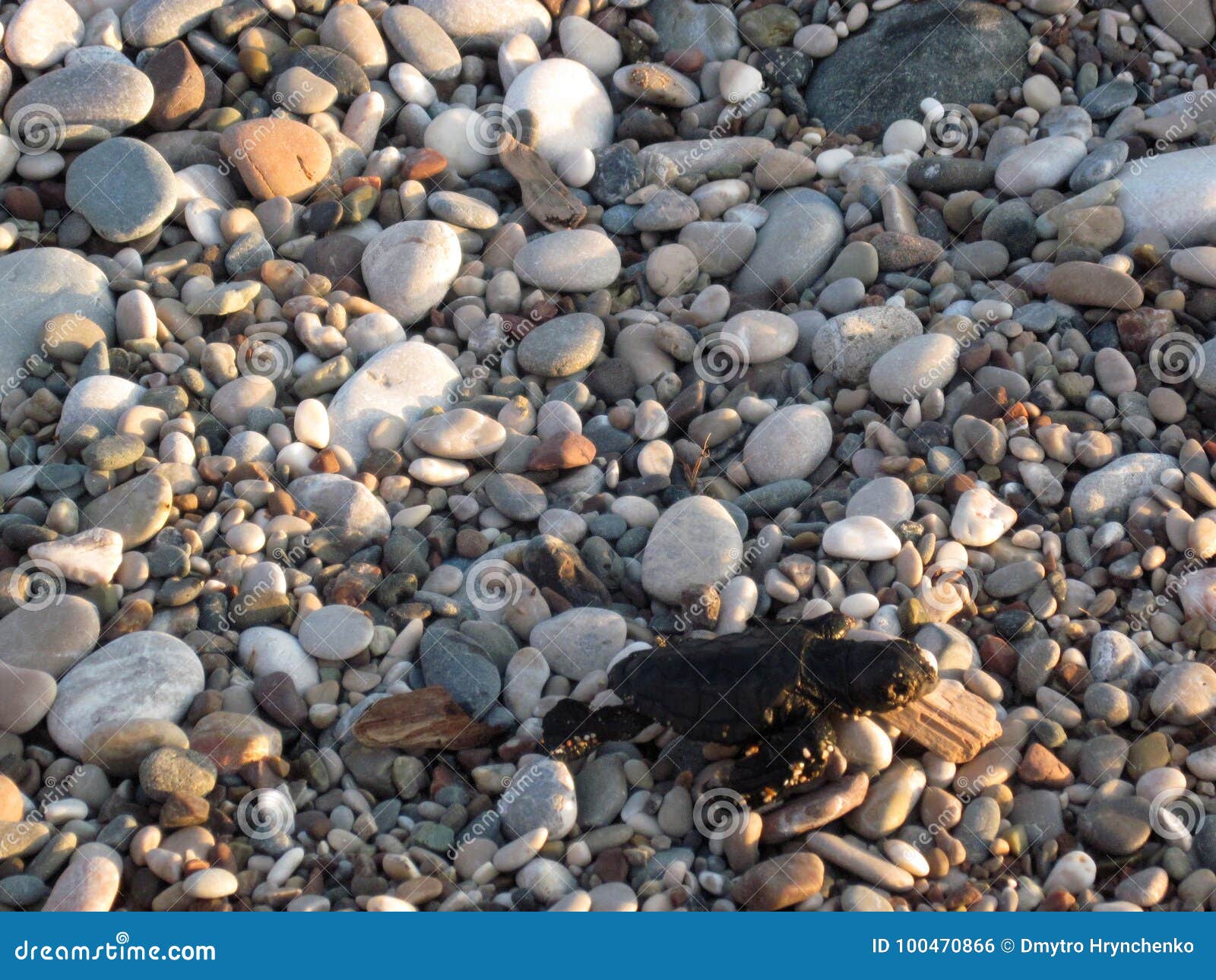 turtle new born baby is moving by beach to water