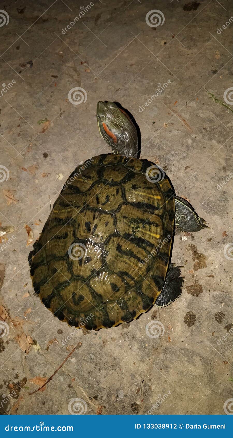 Turtle stock photo. Image of nature, turtle, jungle 133038912