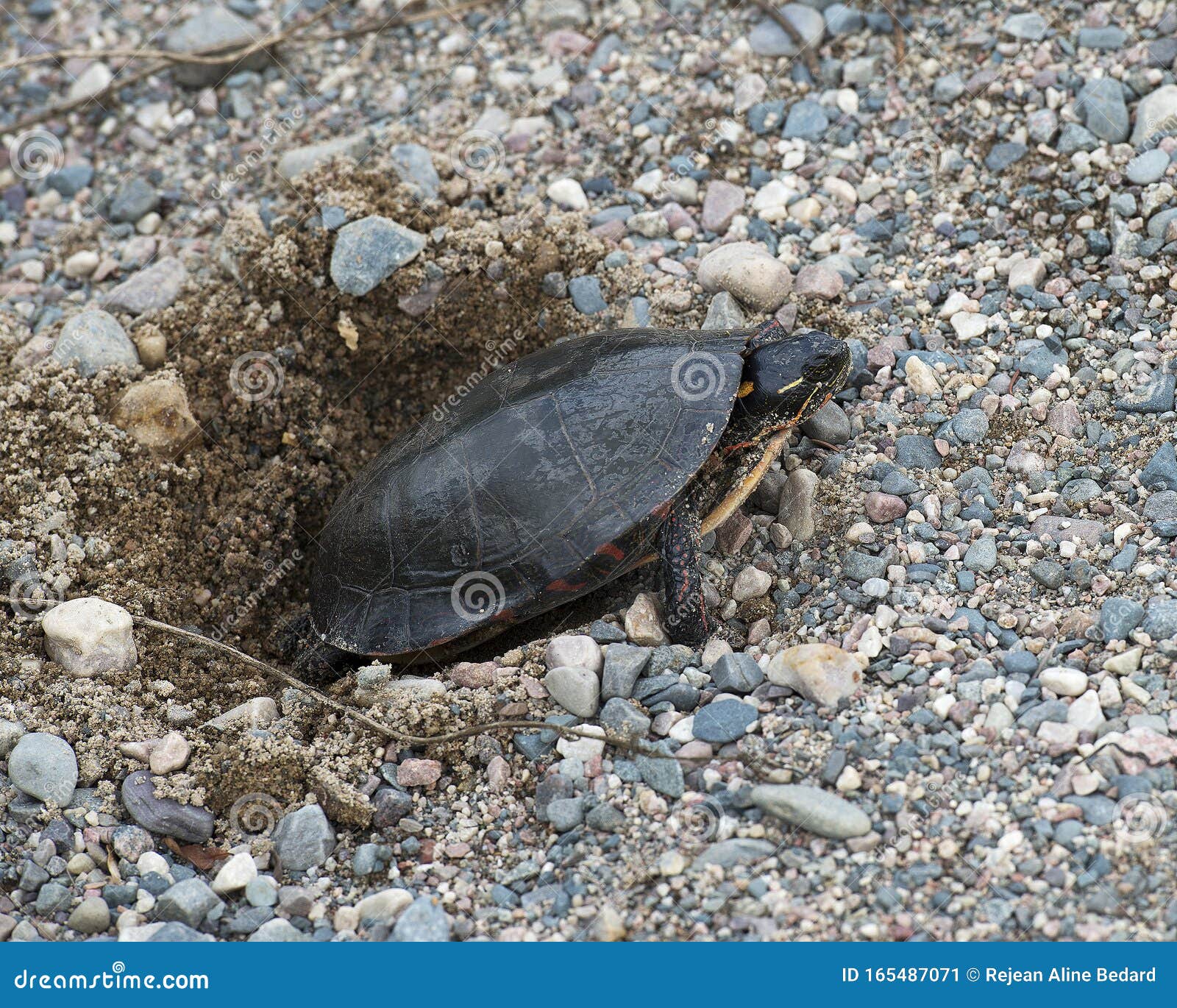 Turtle Painted Photo. Turtle Painted Laying Turtle Eggs. Painted Turtle