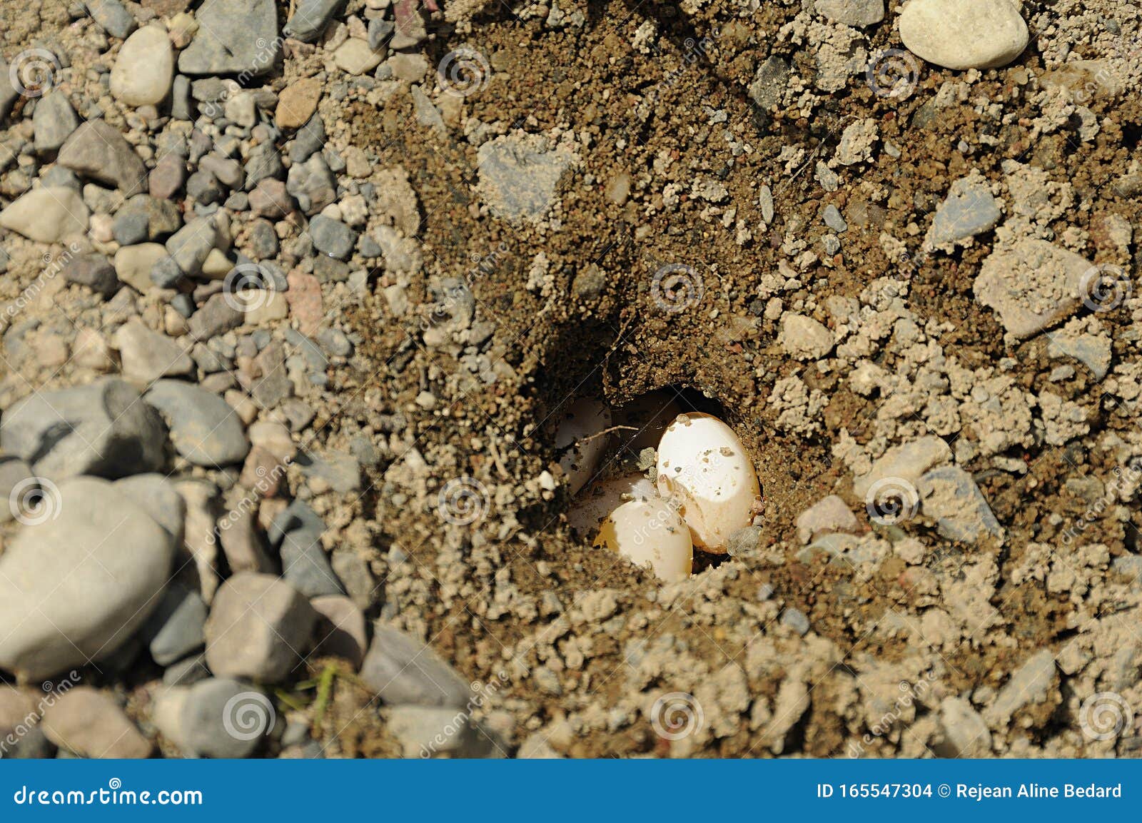 turtle painted eggs photo.  turtle painted turtle eggs close-up profile view in its hole with sand, gravel