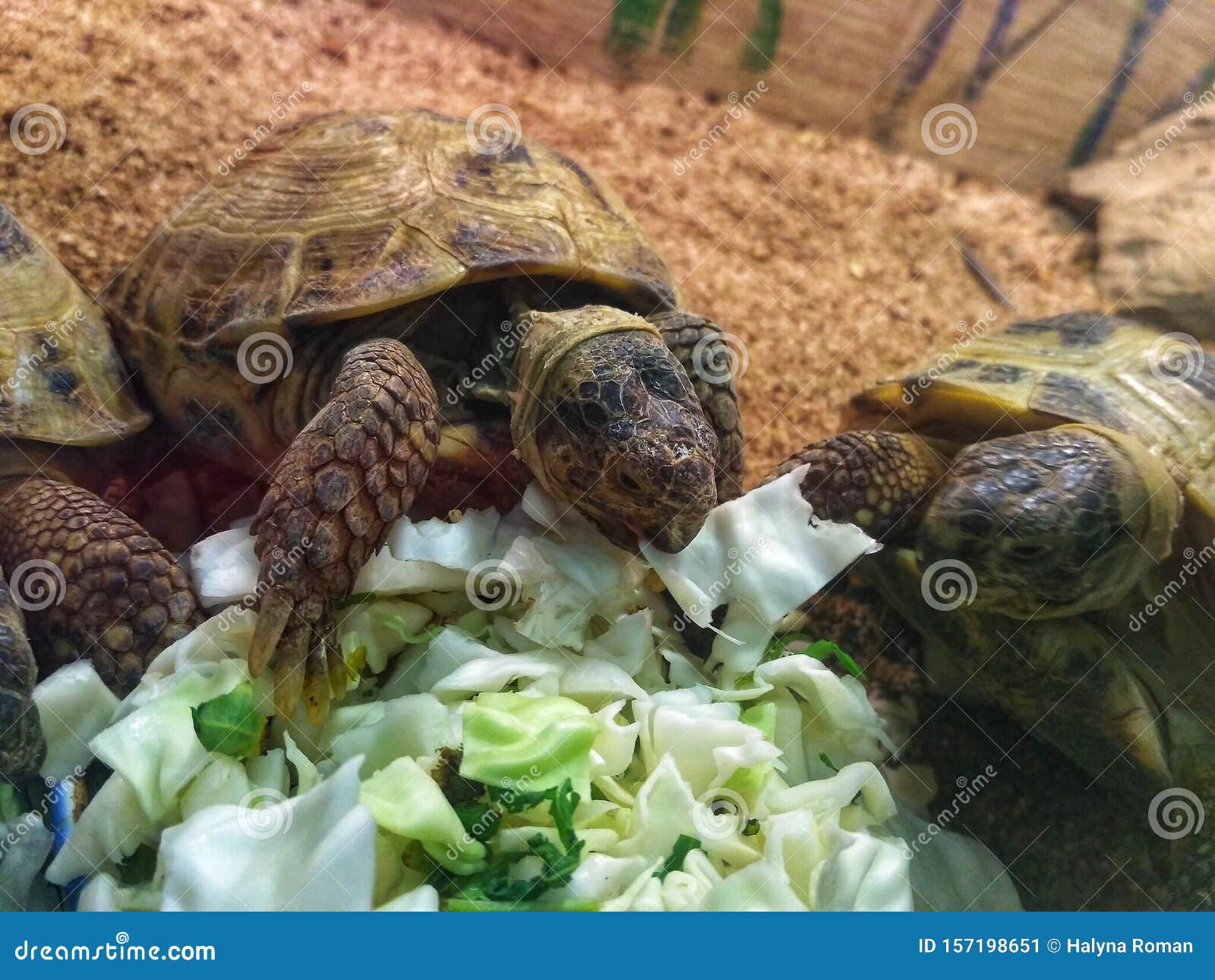 Turtle pet eating cabbage stock image. Image of three 157198651