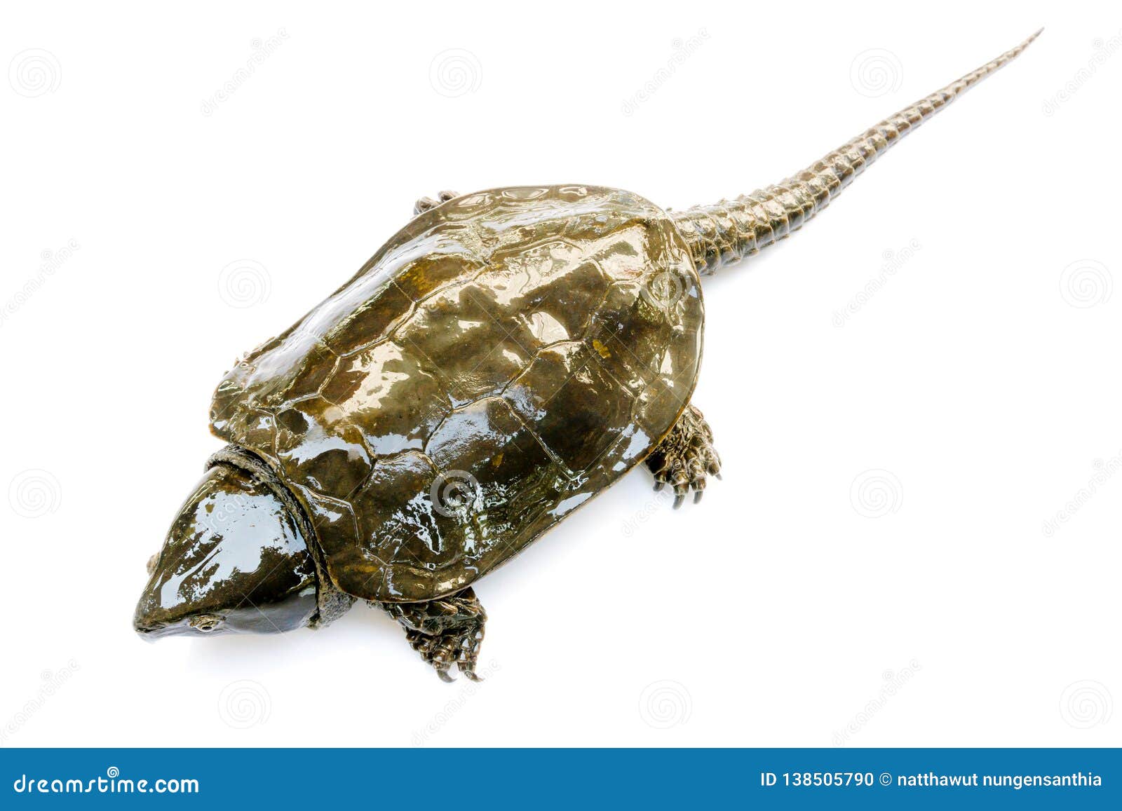 Turtle & X22;Platysternon Megacephalum& X22; on a White Background,is a ...