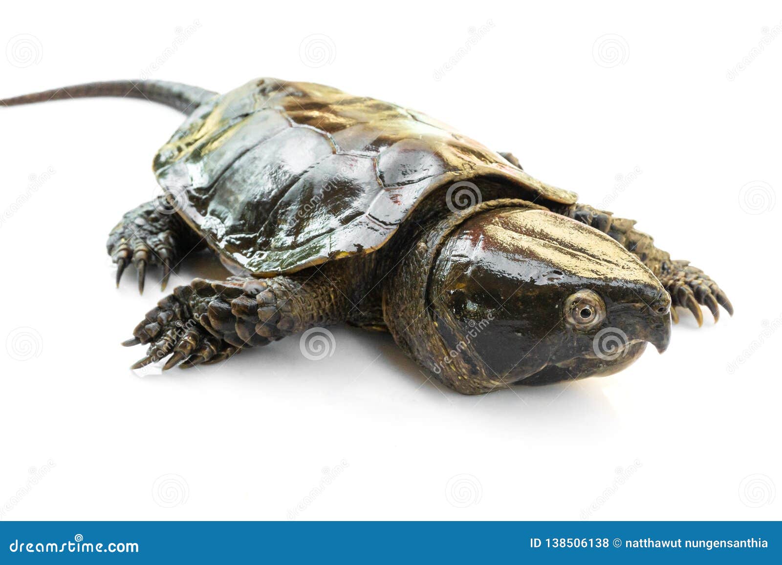 Turtle & X22;Platysternon Megacephalum& X22; on a White Background,is a ...