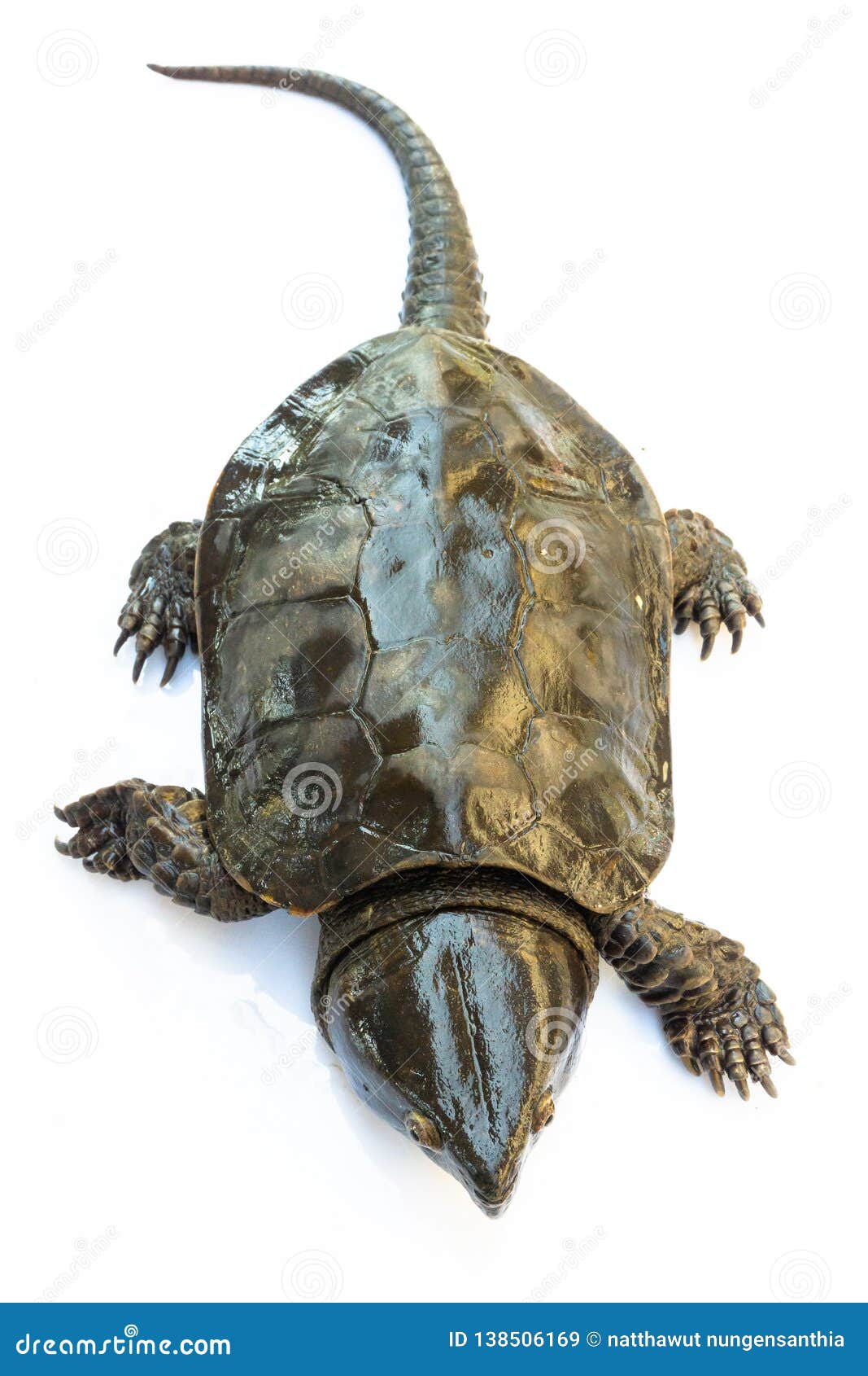 Turtle & X22;Platysternon Megacephalum& X22; on a White Background,is a ...