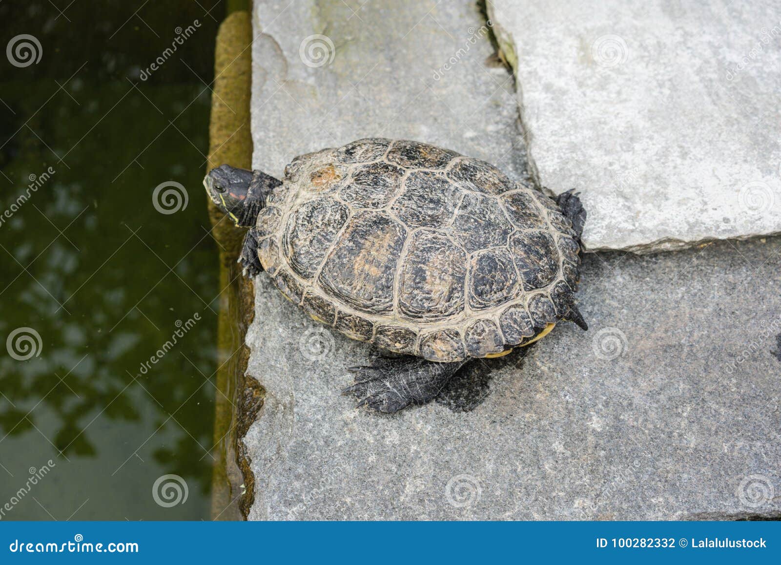 Turtle in Pond Close Up View Grey Shell Stock Photo - Image of fauna
