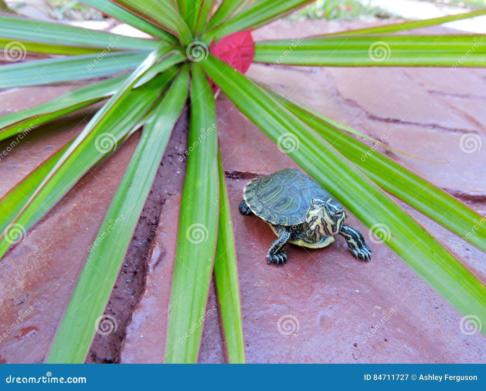 Turtle in red stock image. Image of stroll, chase, ground 84711727