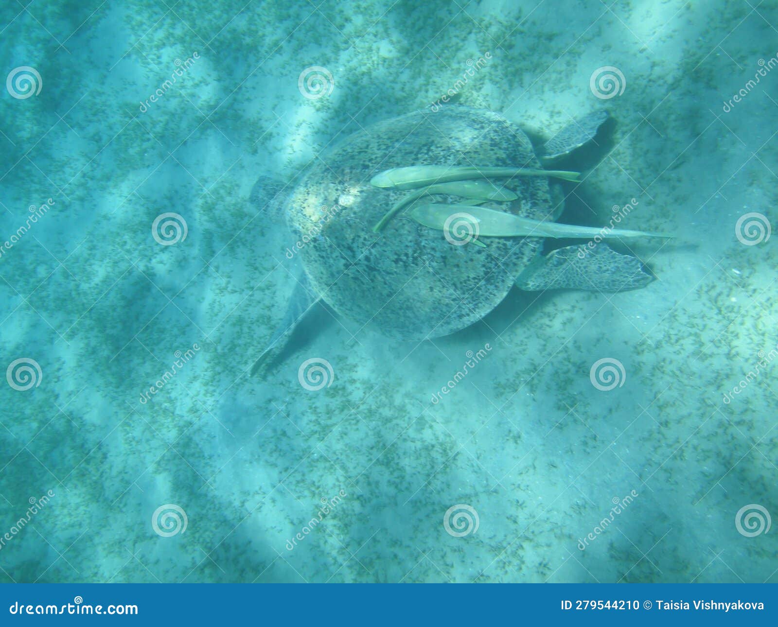 Turtle in the Red Sea stock photo. Image of underwater 279544210